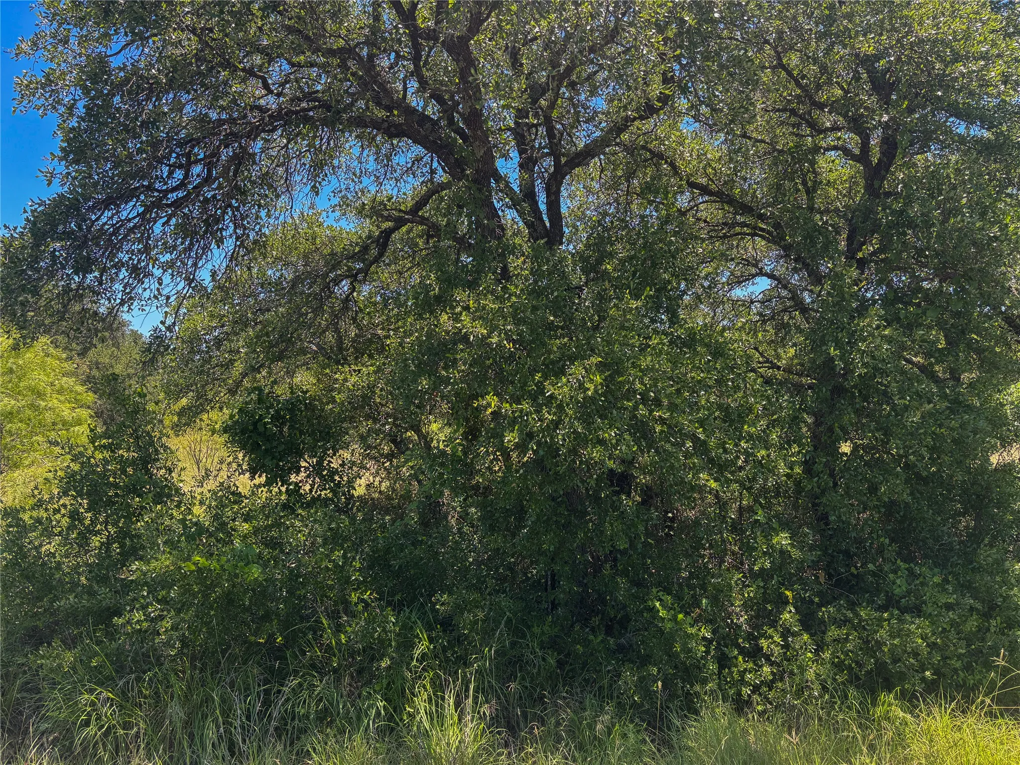 Mature trees and lush vegetation define this natural landscape, offering significant canopy coverage and ground-level greenery