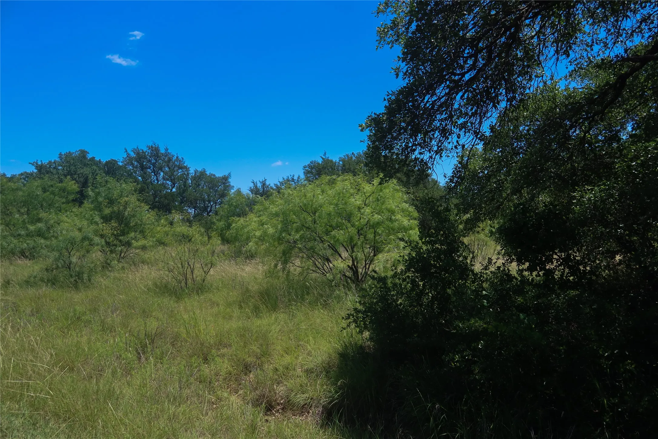 Expansive natural landscape featuring varied green foliage, mature trees, and a clear blue sky