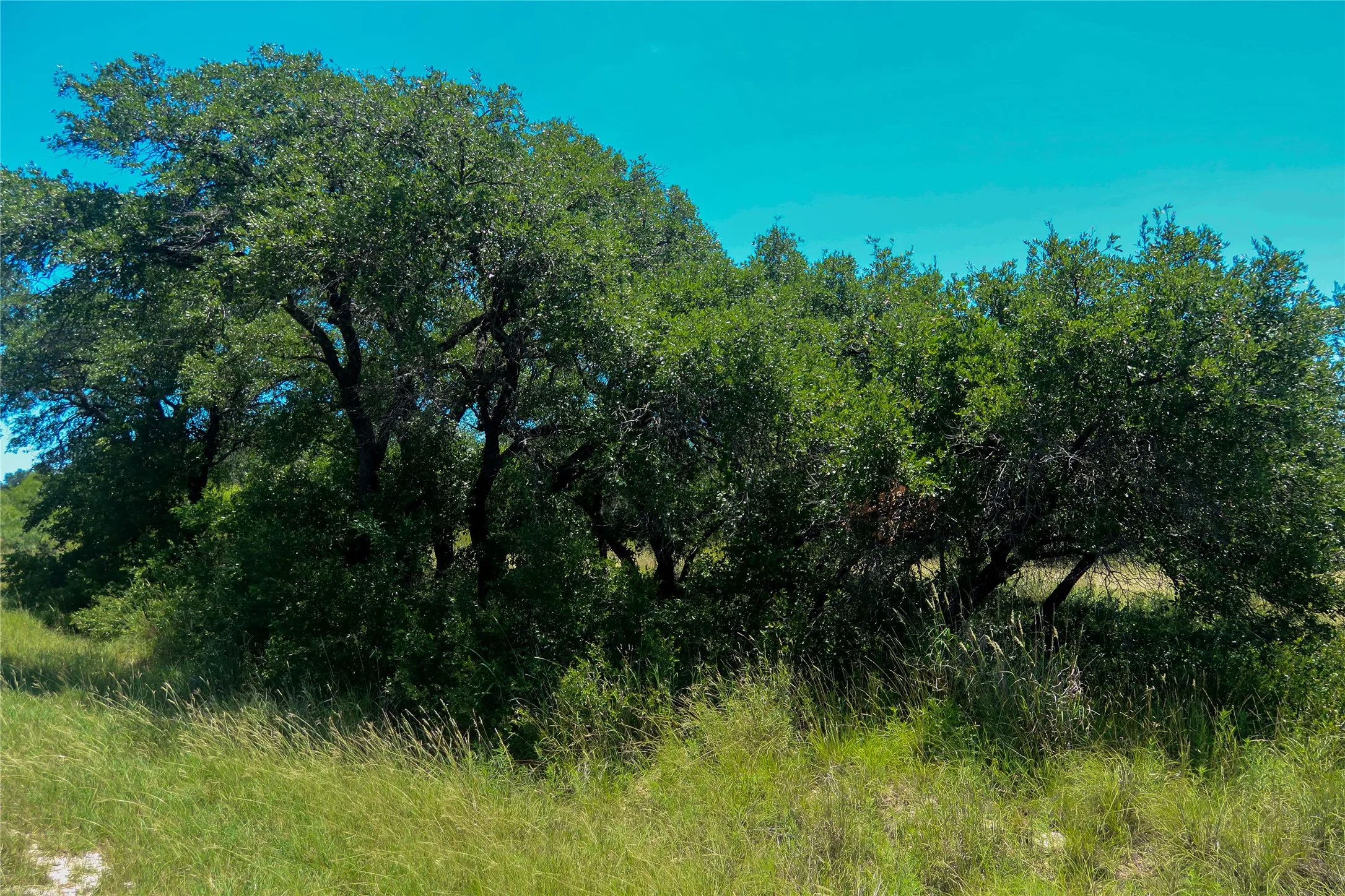 Mature trees and native foliage on a gently sloped parcel