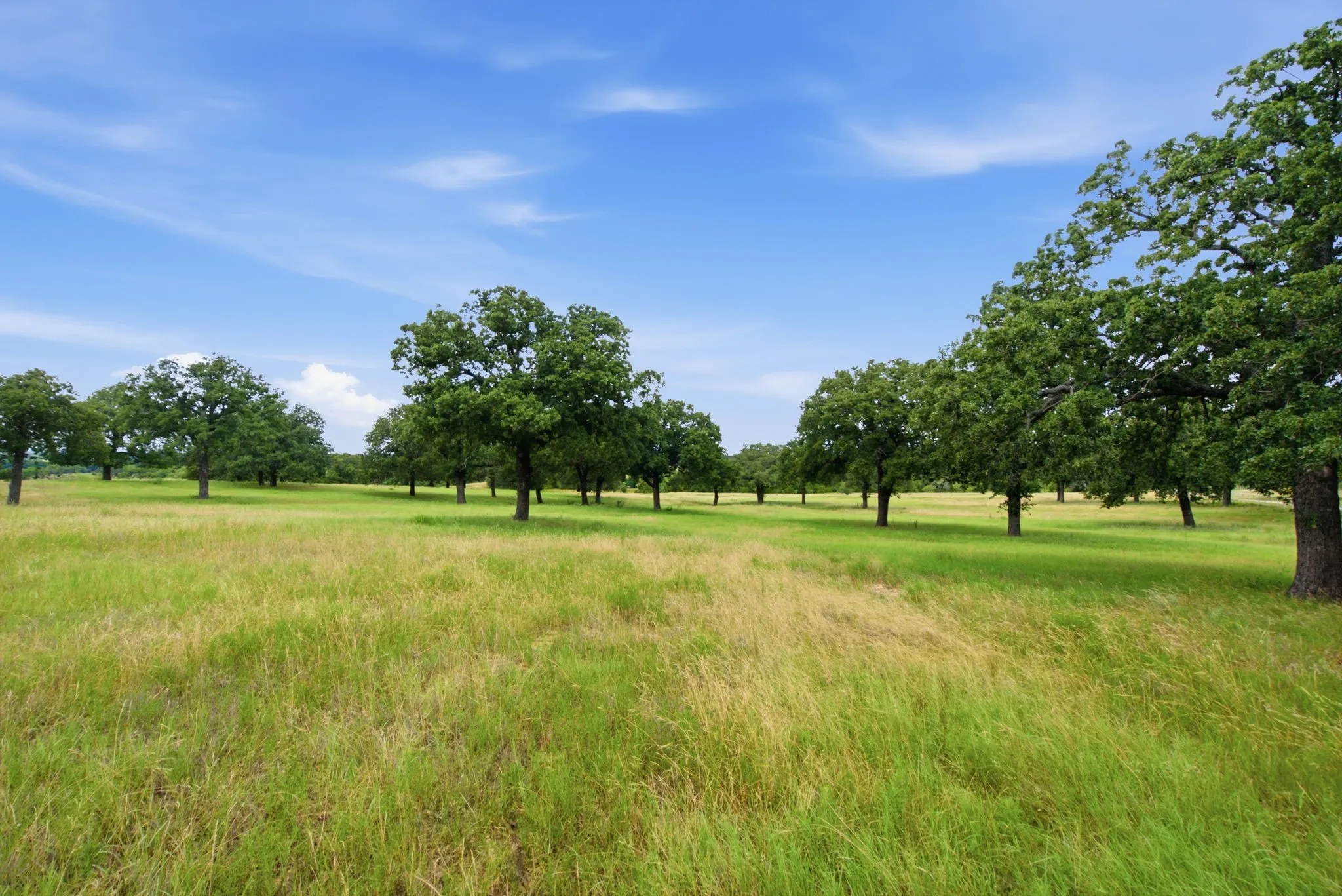 Pasture