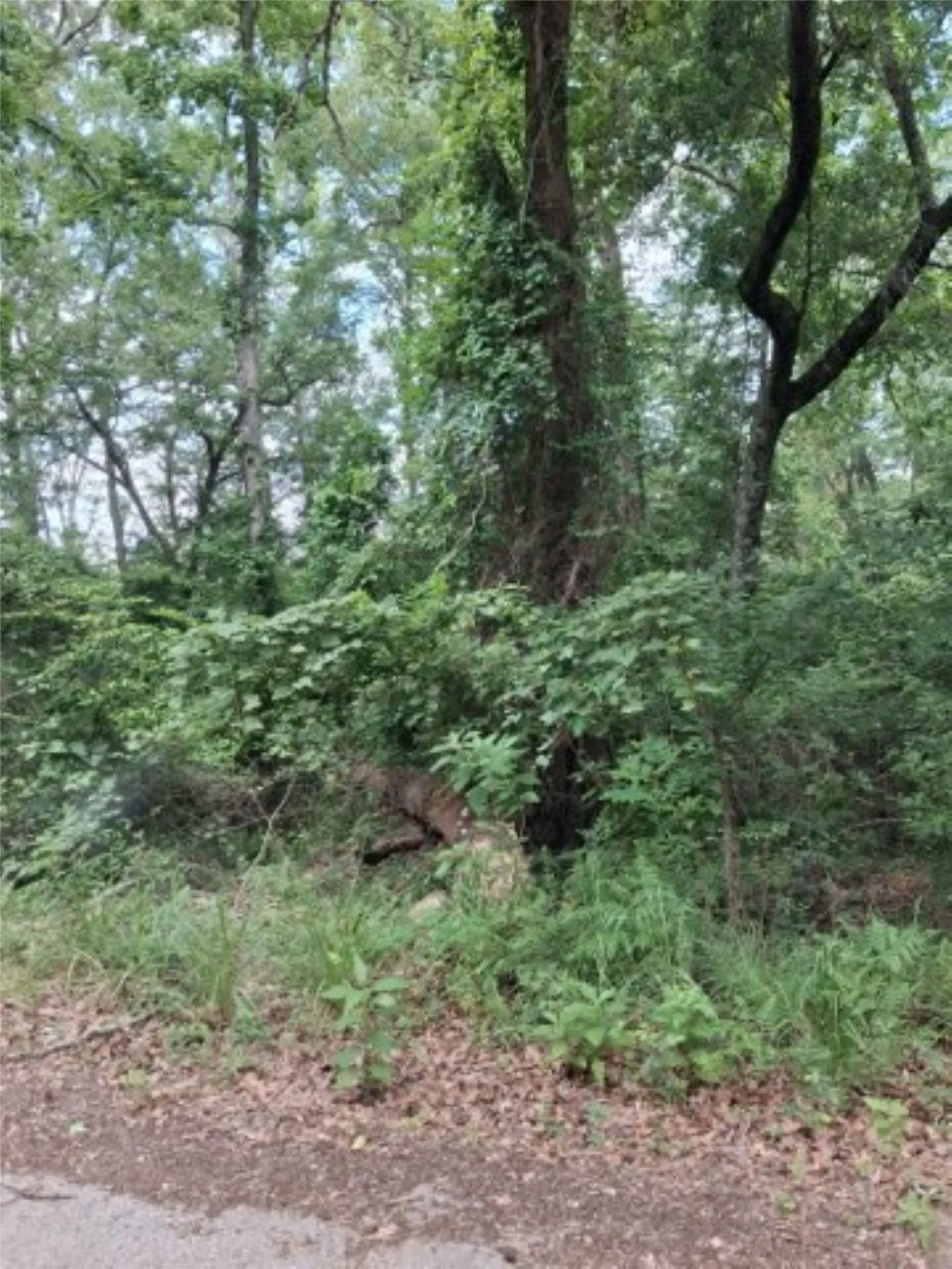 Nice wood lots on Dogwood drive