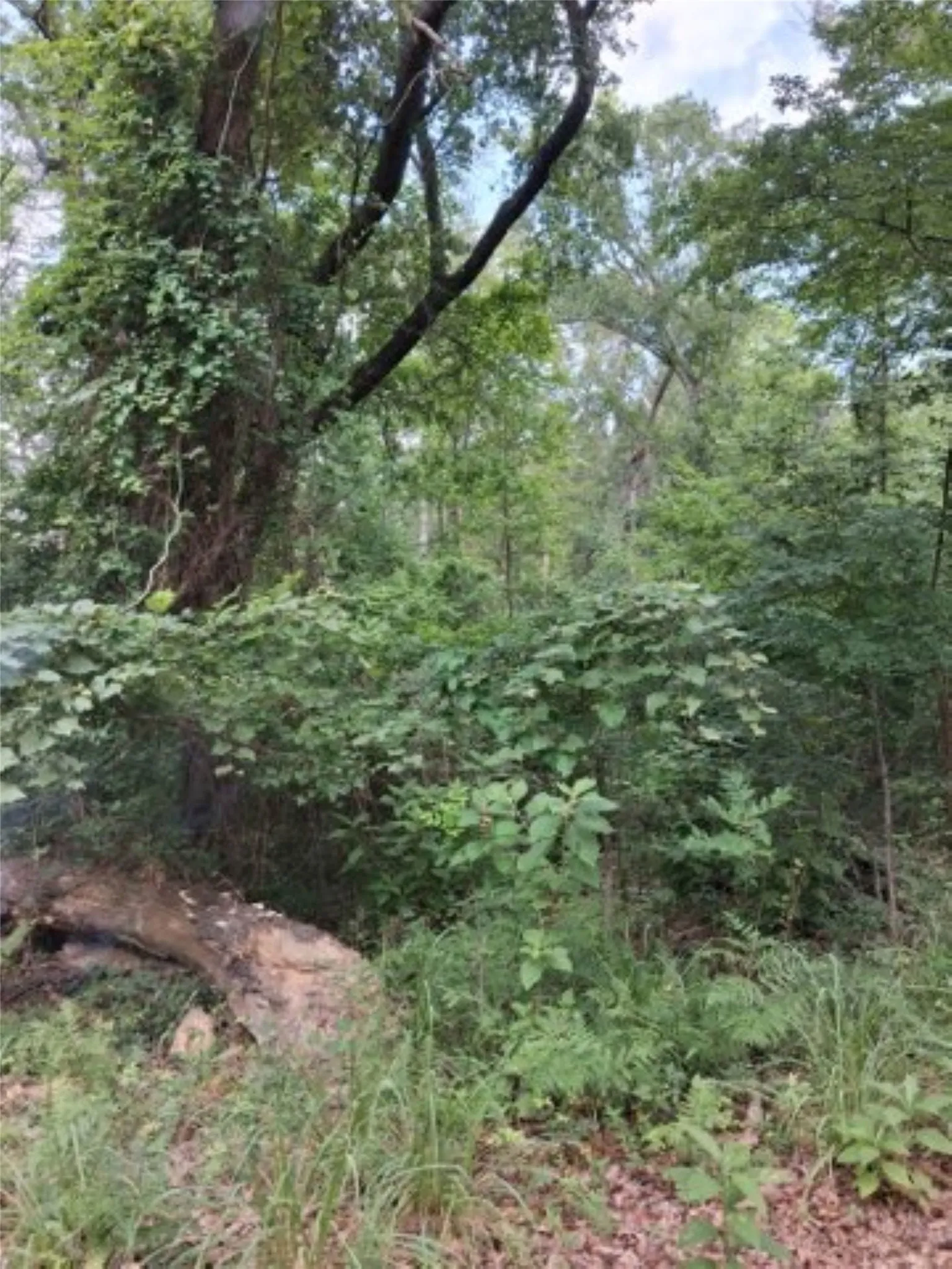 View of lots with great trees and wildlife like deer