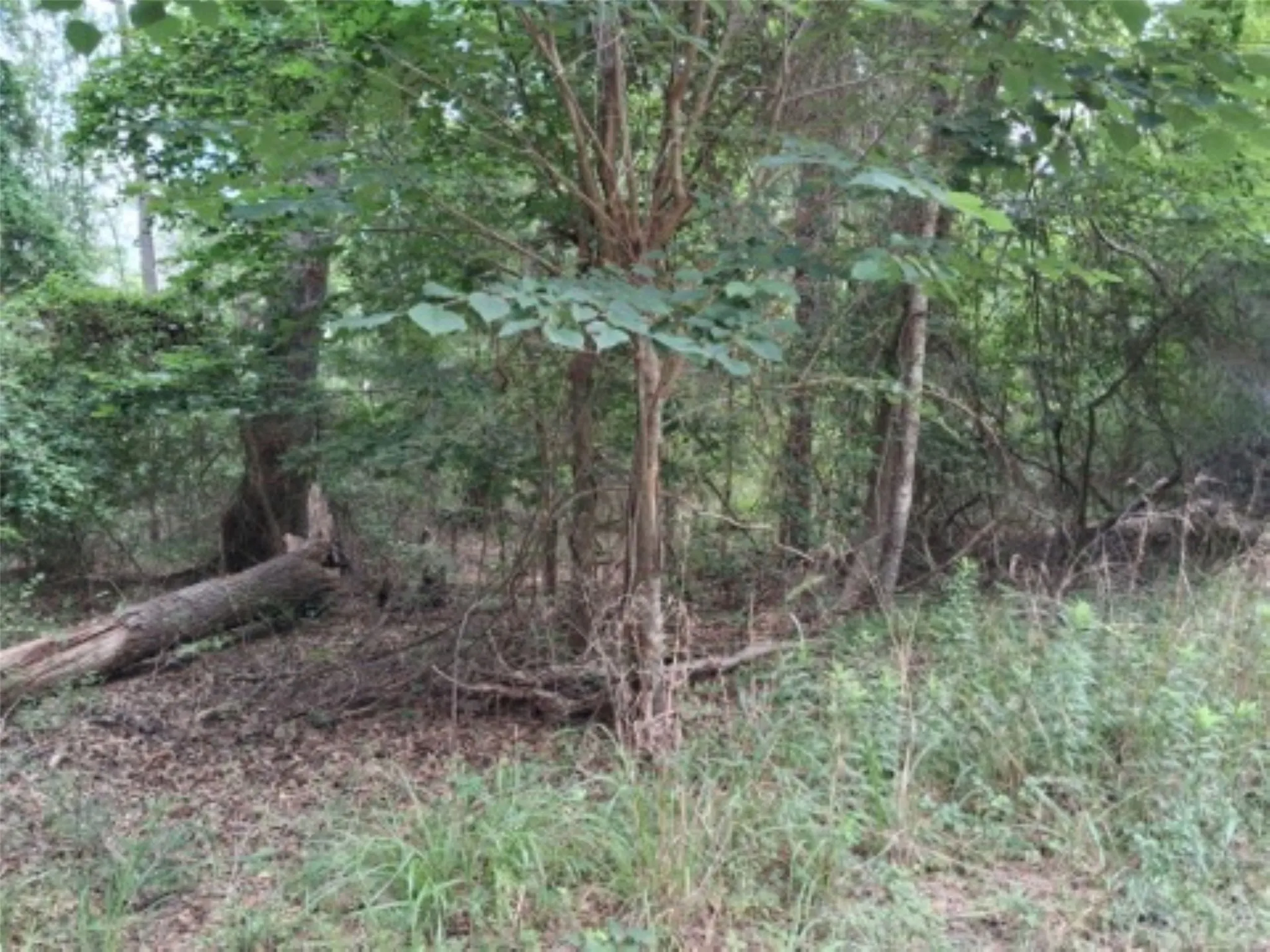 Unimproved Land For Sale in Van Zandt County , tbd Dogwood Drive, Murchison, Texas 75778, 0, 0, Garage spaces, 0 Sqft, built in 0, mls#21305291, Real Estate Agent in Murchison, Homes For Sale in Van Zandt county, Homes For Sale in Murchison, Realtor in Murchison Texas, Real Estate Brokerage Independent Realty Texas, Luminita Cordes Realtor