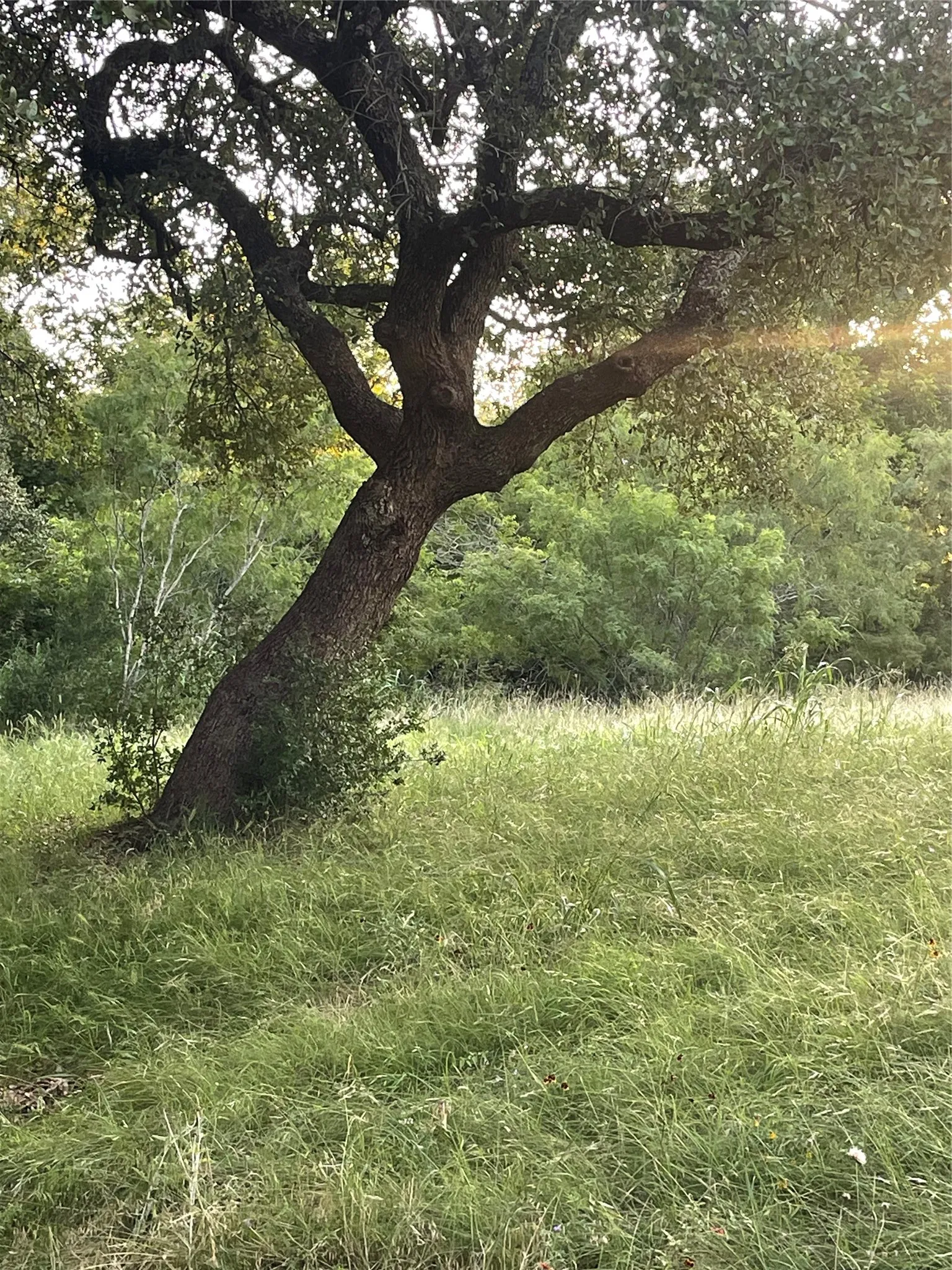 Unimproved Land For Sale in Llano County , Lot 15 Orange Plume, Horseshoe Bay, Texas 78657, 0, 0, Garage spaces, 0 Sqft, built in 0, mls#21305631, Real Estate Agent in Horseshoe Bay, Homes For Sale in Llano county, Homes For Sale in Horseshoe Bay, Realtor in Horseshoe Bay Texas, Real Estate Brokerage Independent Realty Texas, Luminita Cordes Realtor