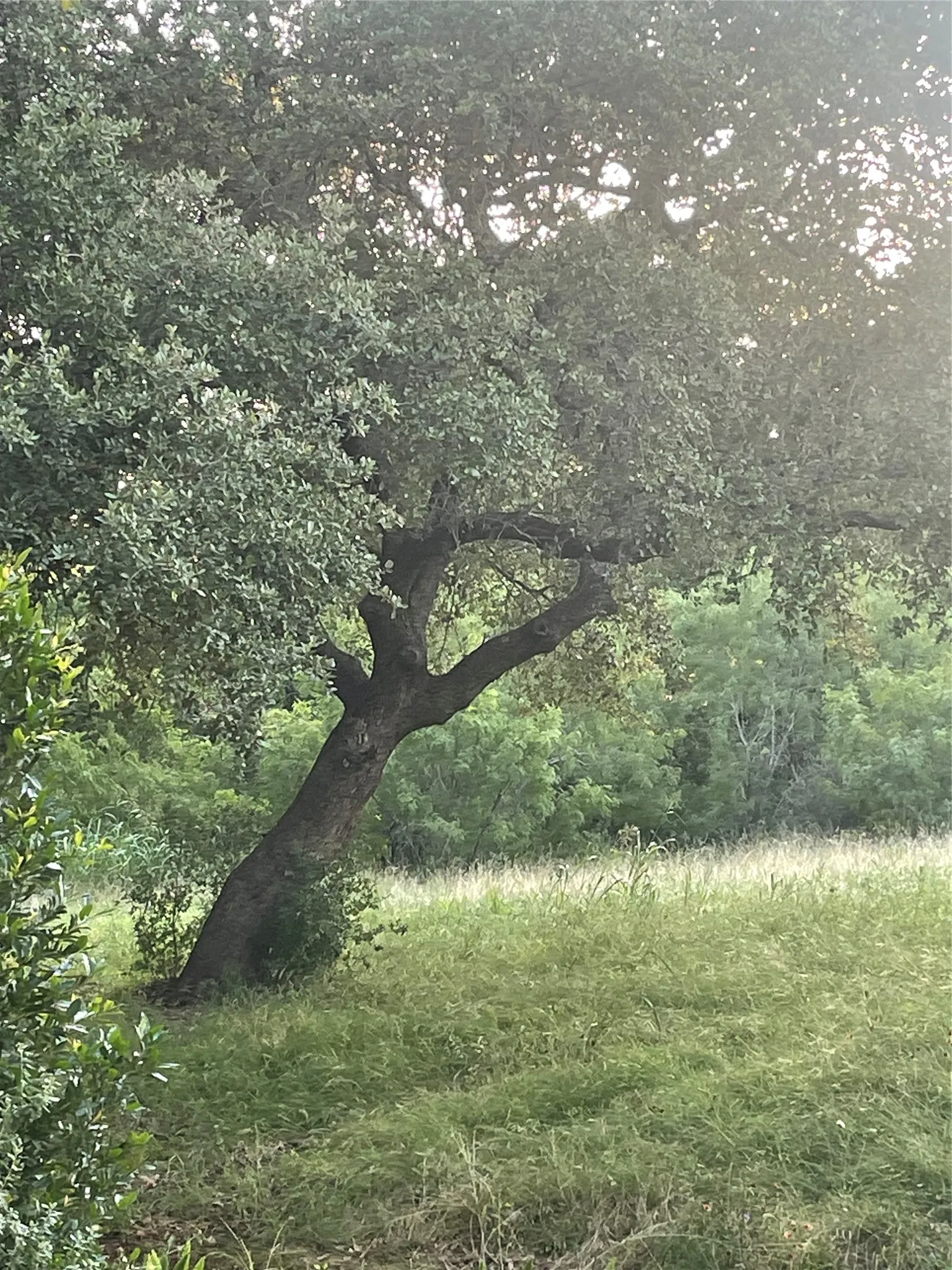 Unimproved Land For Sale in Llano County , Lot 15 Orange Plume, Horseshoe Bay, Texas 78657, 0, 0, Garage spaces, 0 Sqft, built in 0, mls#21305631, Real Estate Agent in Horseshoe Bay, Homes For Sale in Llano county, Homes For Sale in Horseshoe Bay, Realtor in Horseshoe Bay Texas, Real Estate Brokerage Independent Realty Texas, Luminita Cordes Realtor