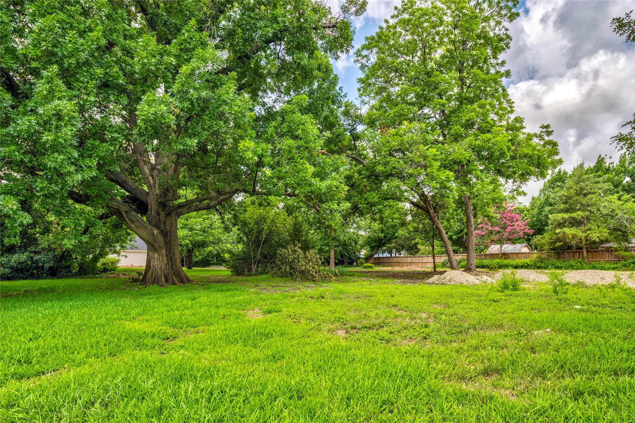 Expansive green space featuring a large mature tree with a substantial trunk and dense foliage