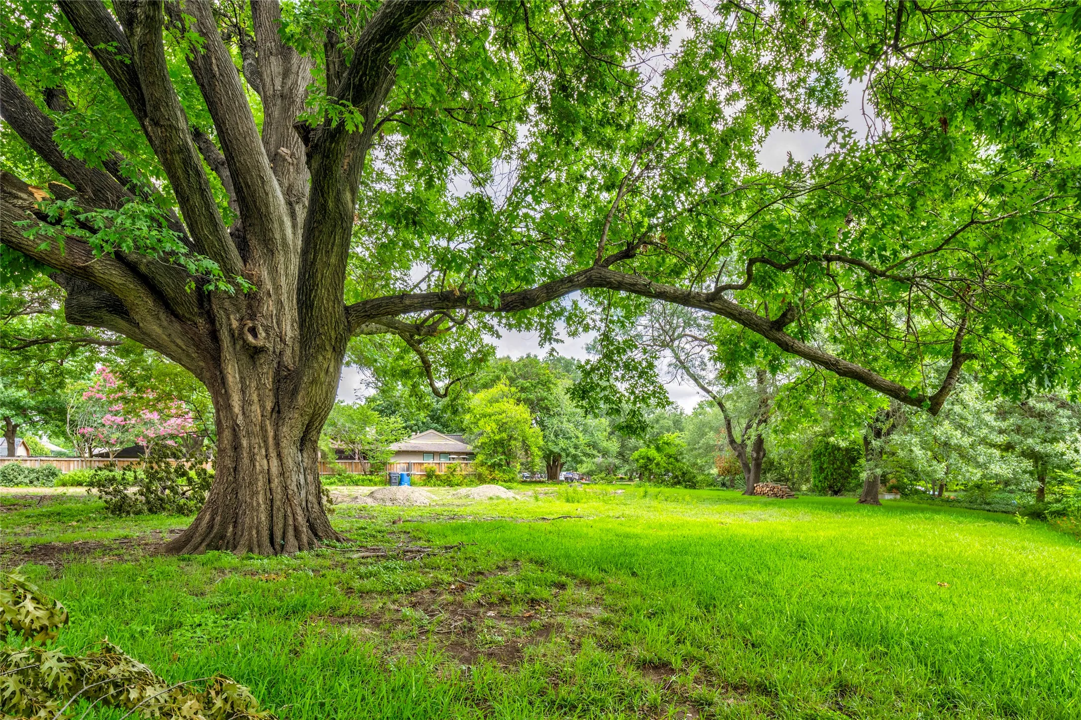 Expansive green lawn featuring a mature tree with substantial trunk and branches