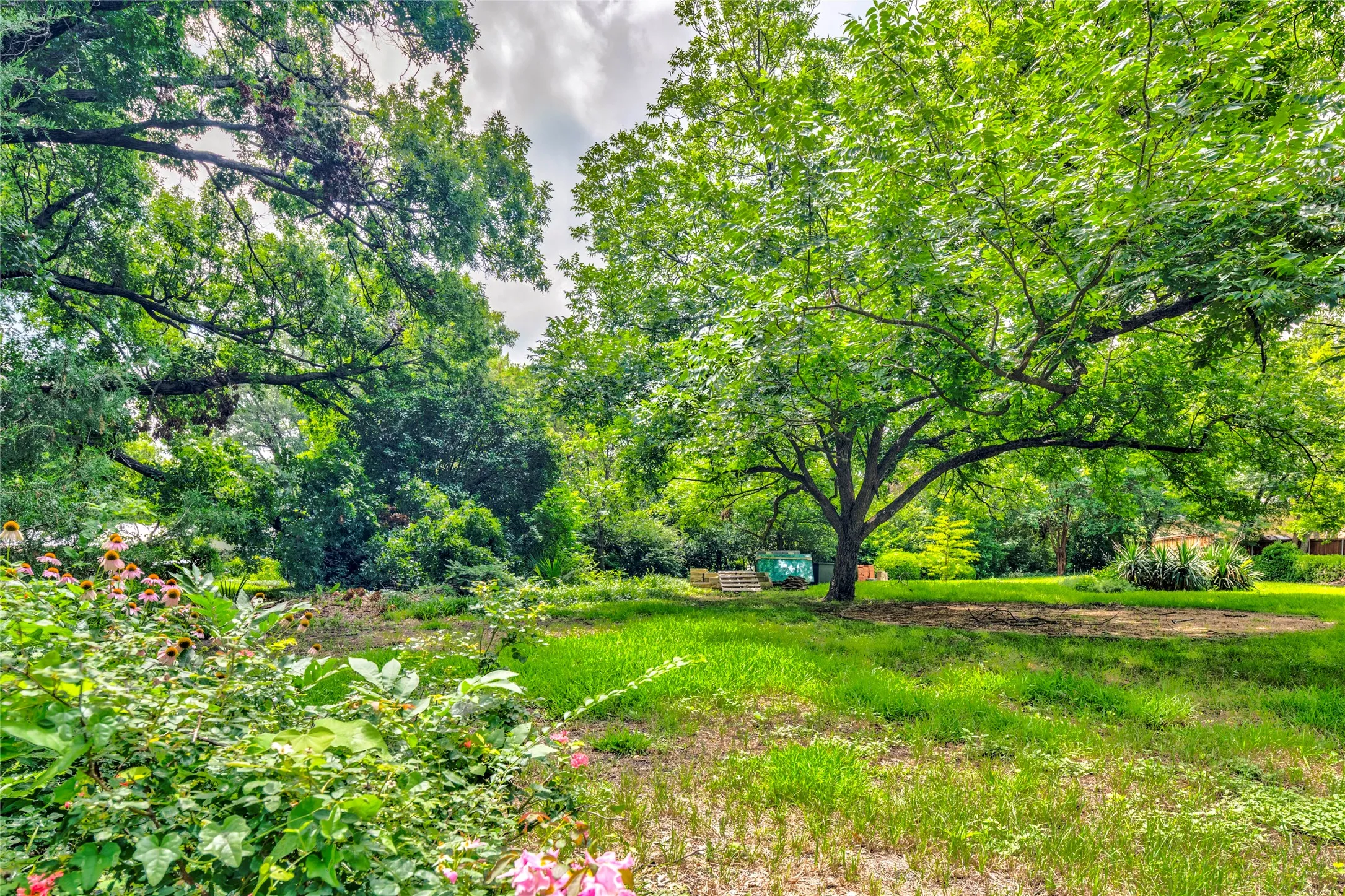Expansive green space featuring a prominent mature tree, varied foliage, and flowering shrubs