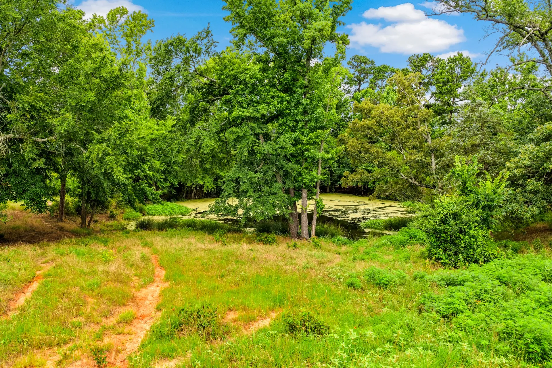 Unimproved Land For Sale in Titus County , TBD CR 1540, Mt Pleasant, Texas 75455, 0, 0, Garage spaces, 0 Sqft, built in 0, mls#21305890, Real Estate Agent in Mt Pleasant, Homes For Sale in Titus county, Homes For Sale in Mt Pleasant, Realtor in Mt Pleasant Texas, Real Estate Brokerage Independent Realty Texas, Luminita Cordes Realtor
