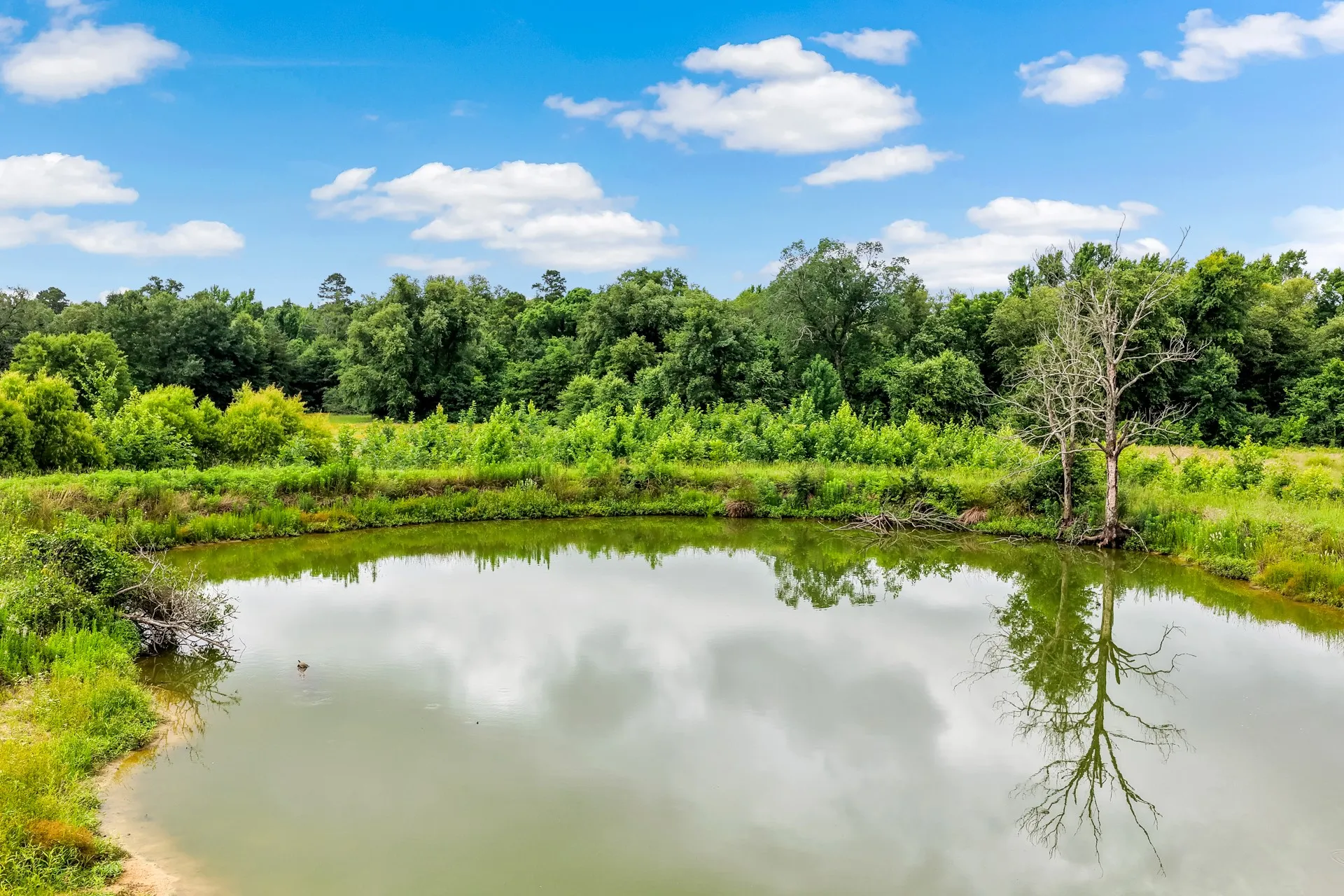 Unimproved Land For Sale in Titus County , TBD CR 1540, Mt Pleasant, Texas 75455, 0, 0, Garage spaces, 0 Sqft, built in 0, mls#21305890, Real Estate Agent in Mt Pleasant, Homes For Sale in Titus county, Homes For Sale in Mt Pleasant, Realtor in Mt Pleasant Texas, Real Estate Brokerage Independent Realty Texas, Luminita Cordes Realtor