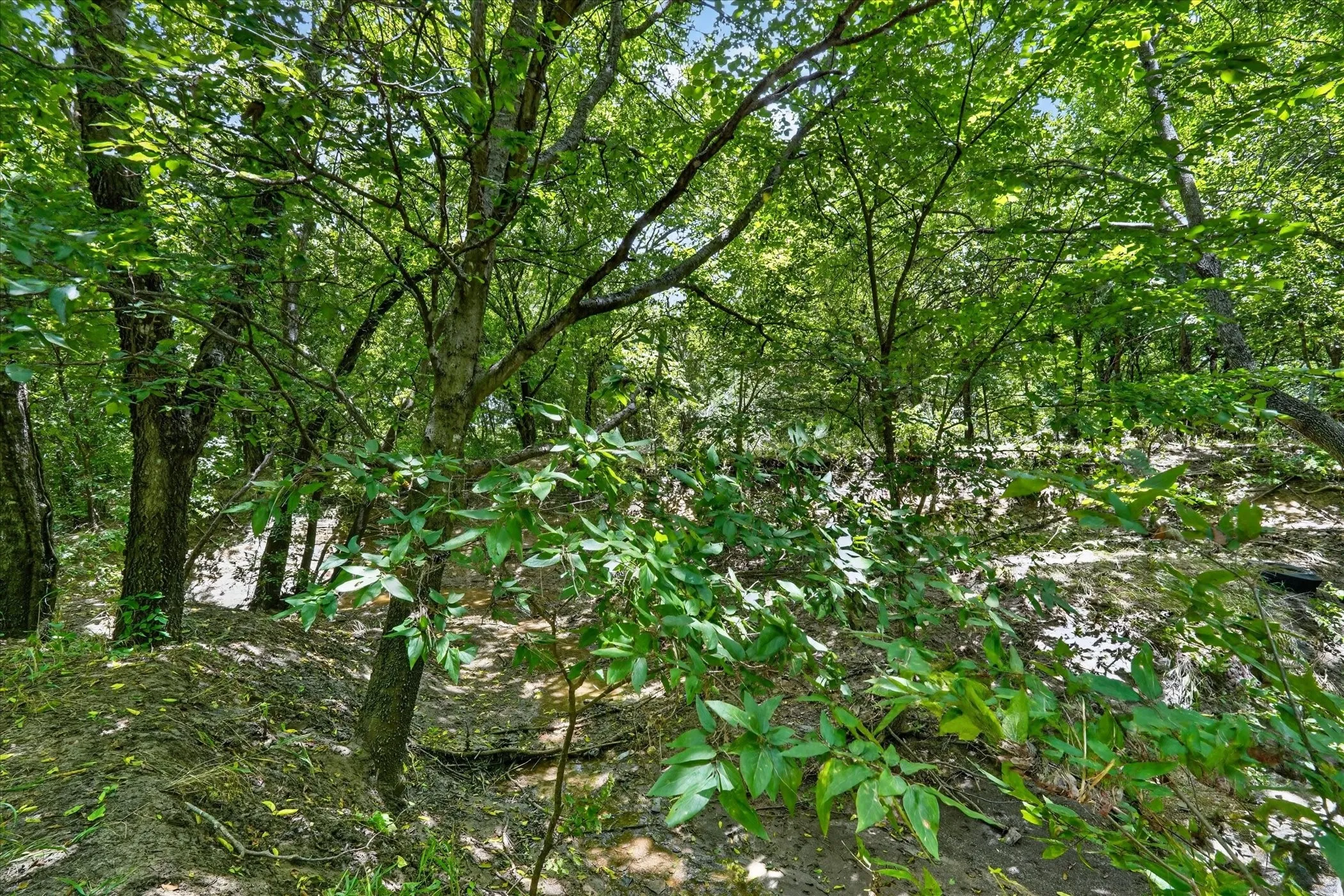 Heavily wooded lot featuring mature trees and varied undergrowth