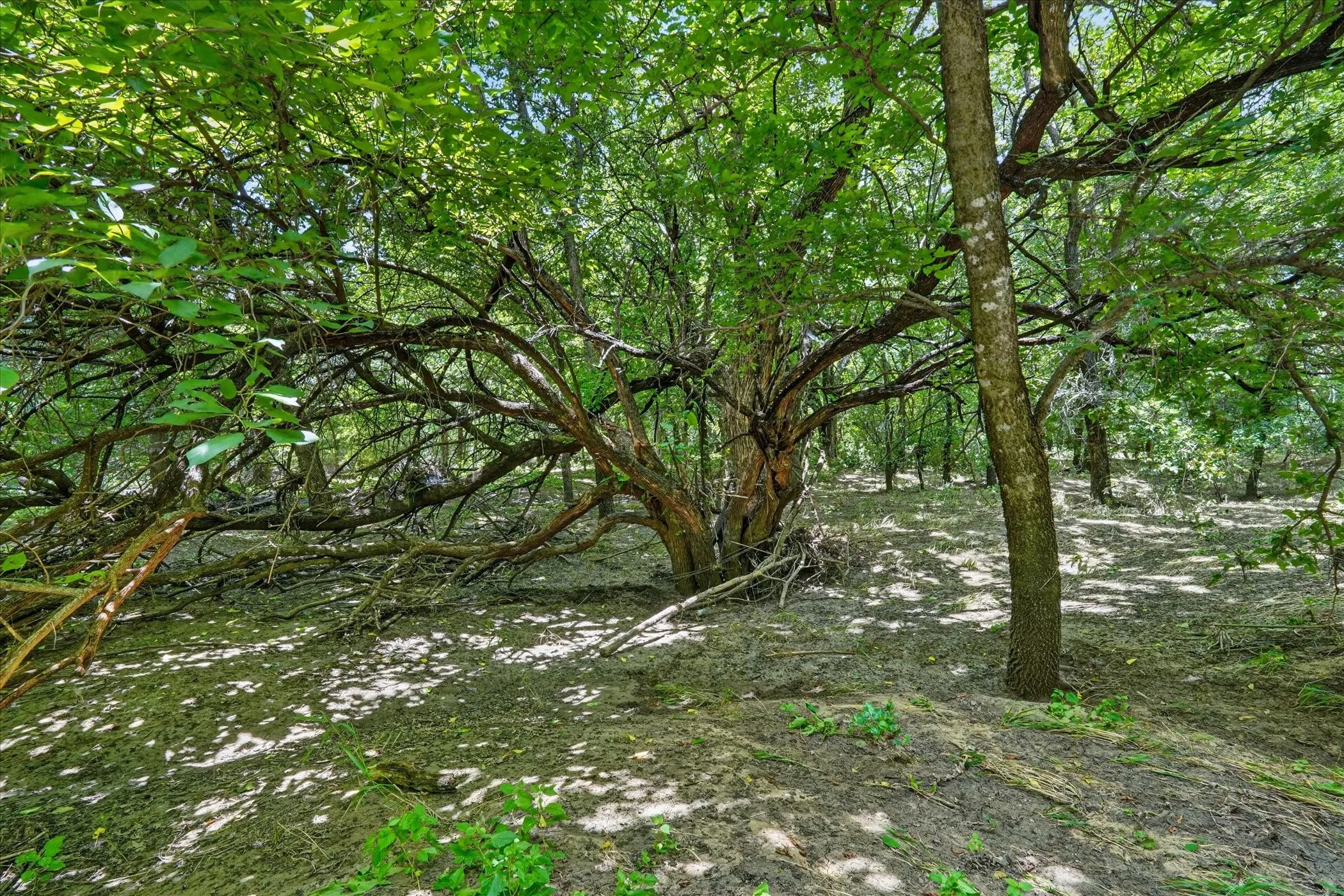 Wooded landscape with mature trees, lush foliage, and natural ground cover