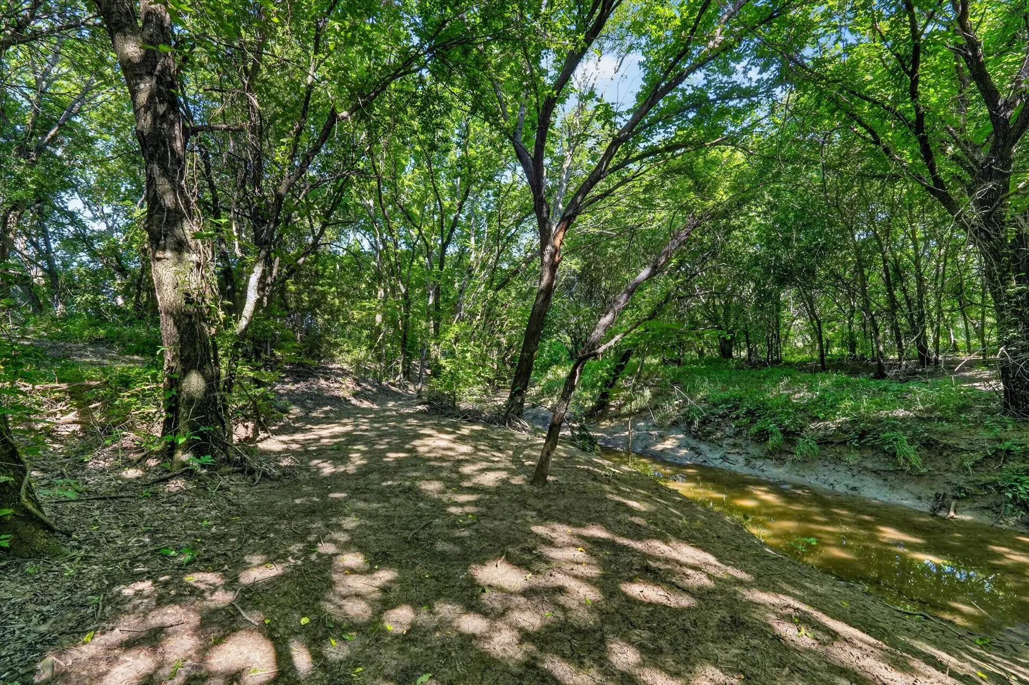 Wooded landscape with mature trees, lush foliage, and natural ground cover