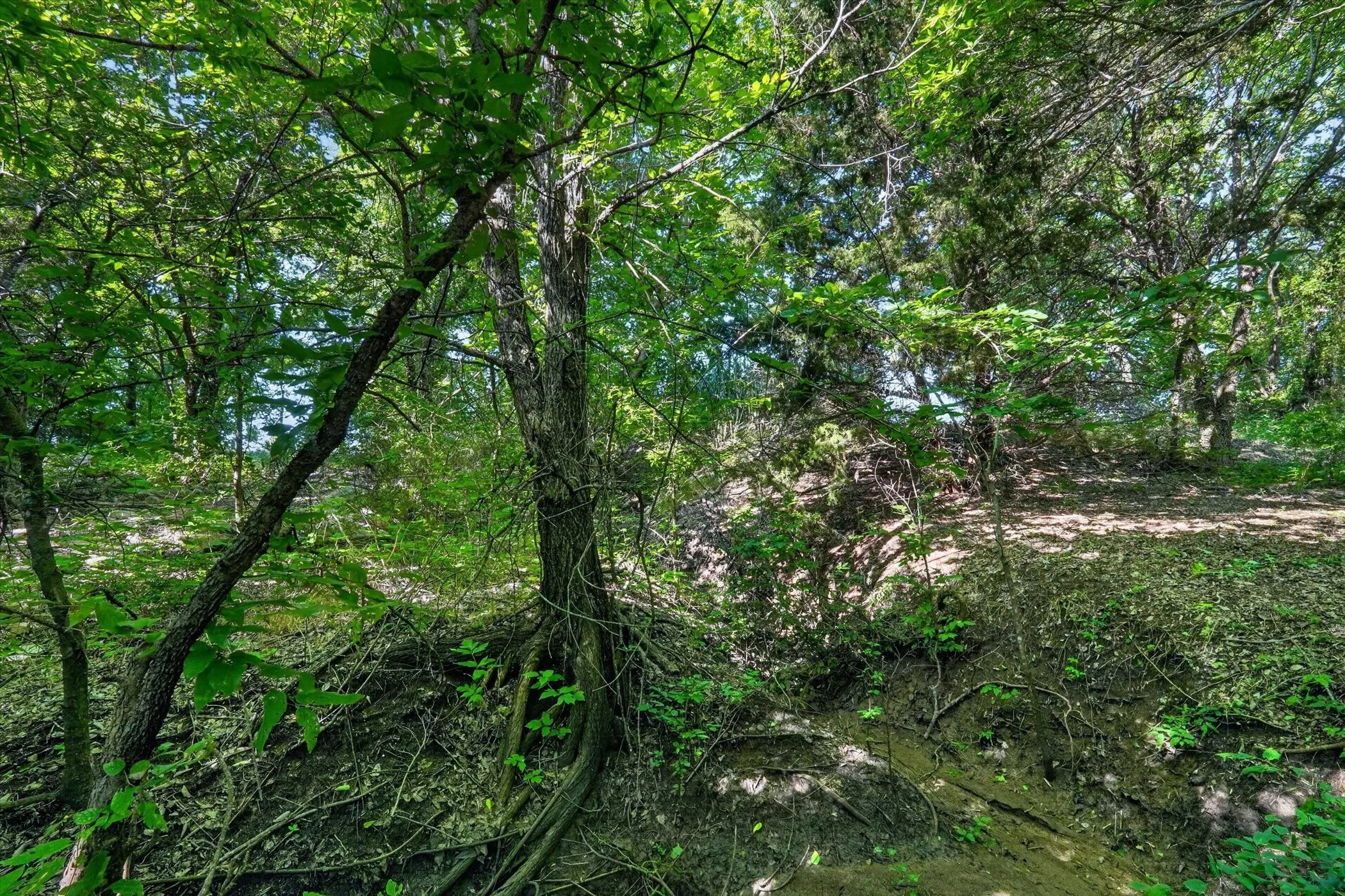 Wooded landscape with mature trees, lush foliage, and natural ground cover