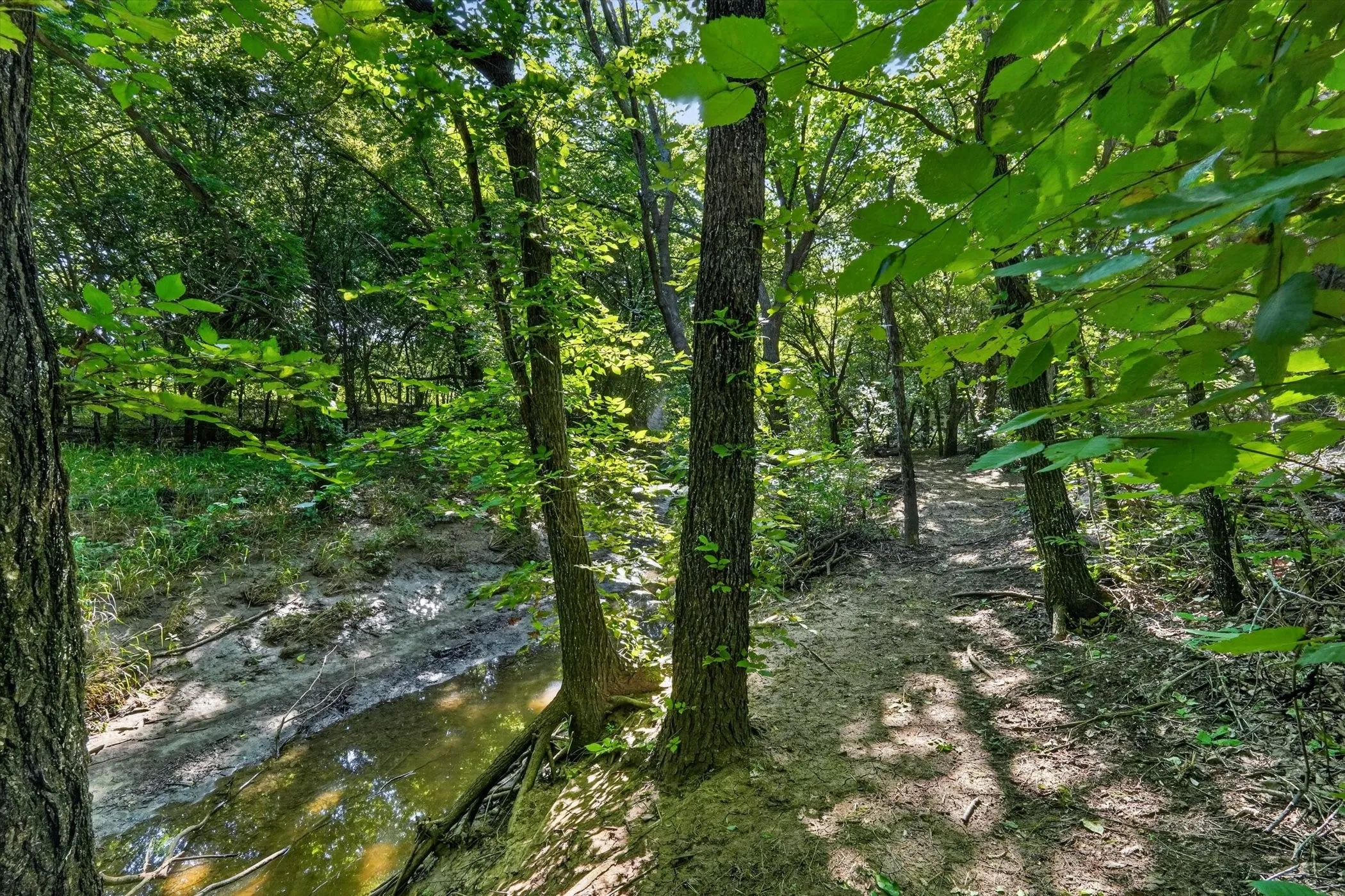 Wooded property featuring mature trees and a natural creek bed