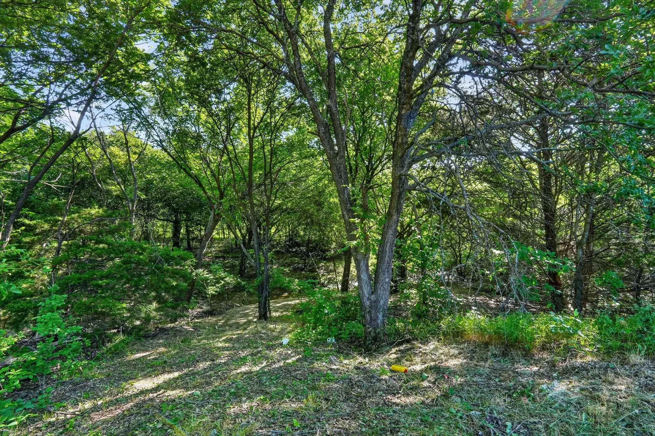 Heavily wooded lot featuring mature trees and varied undergrowth