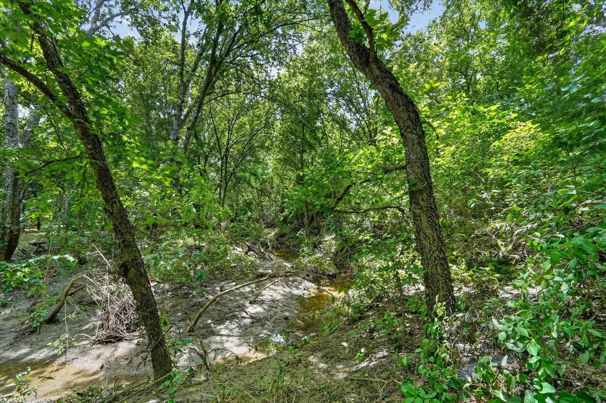 Wooded landscape with mature trees, lush foliage, and natural ground cover
