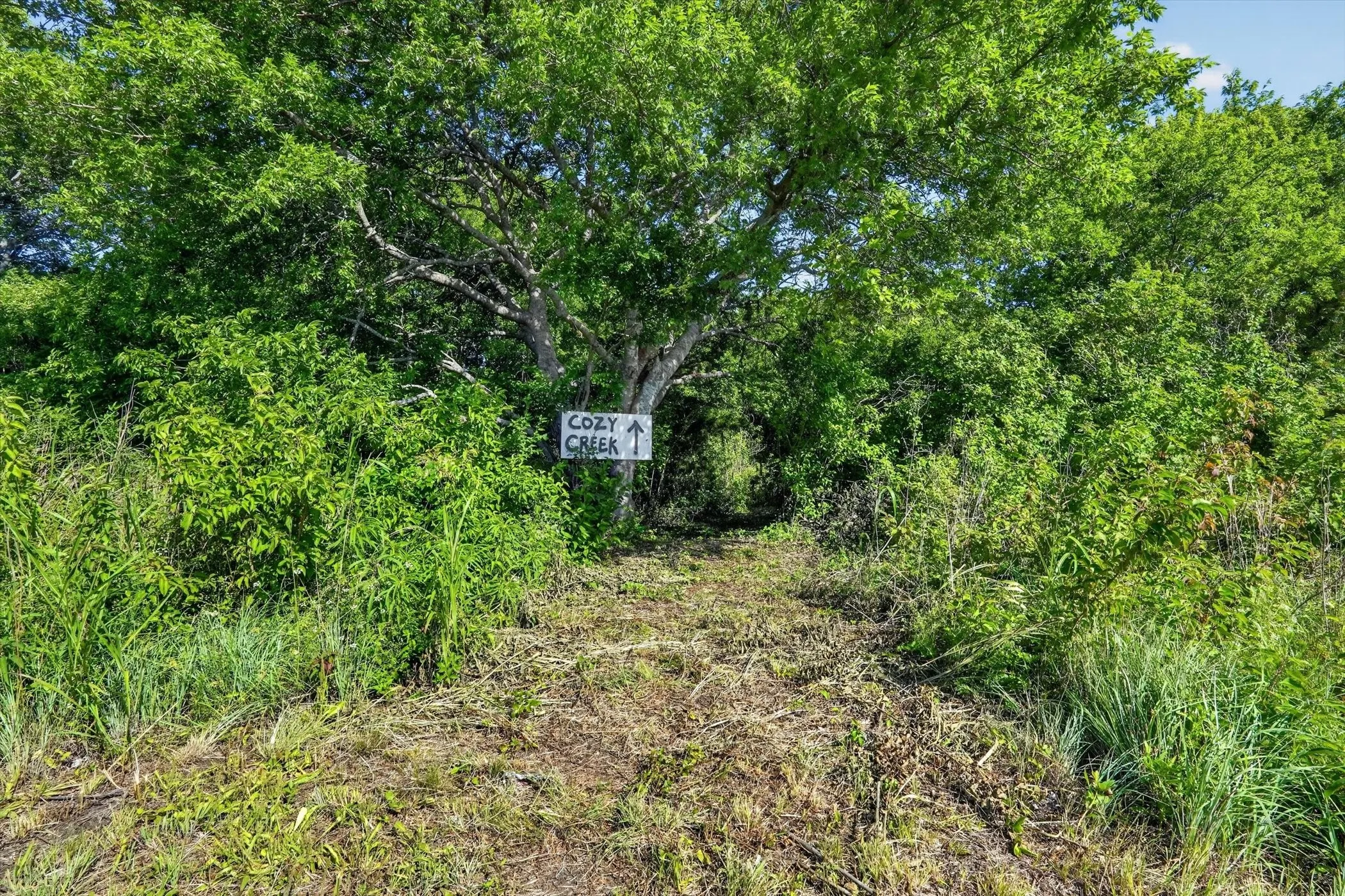 Wooded acreage featuring mature trees and natural ground cover