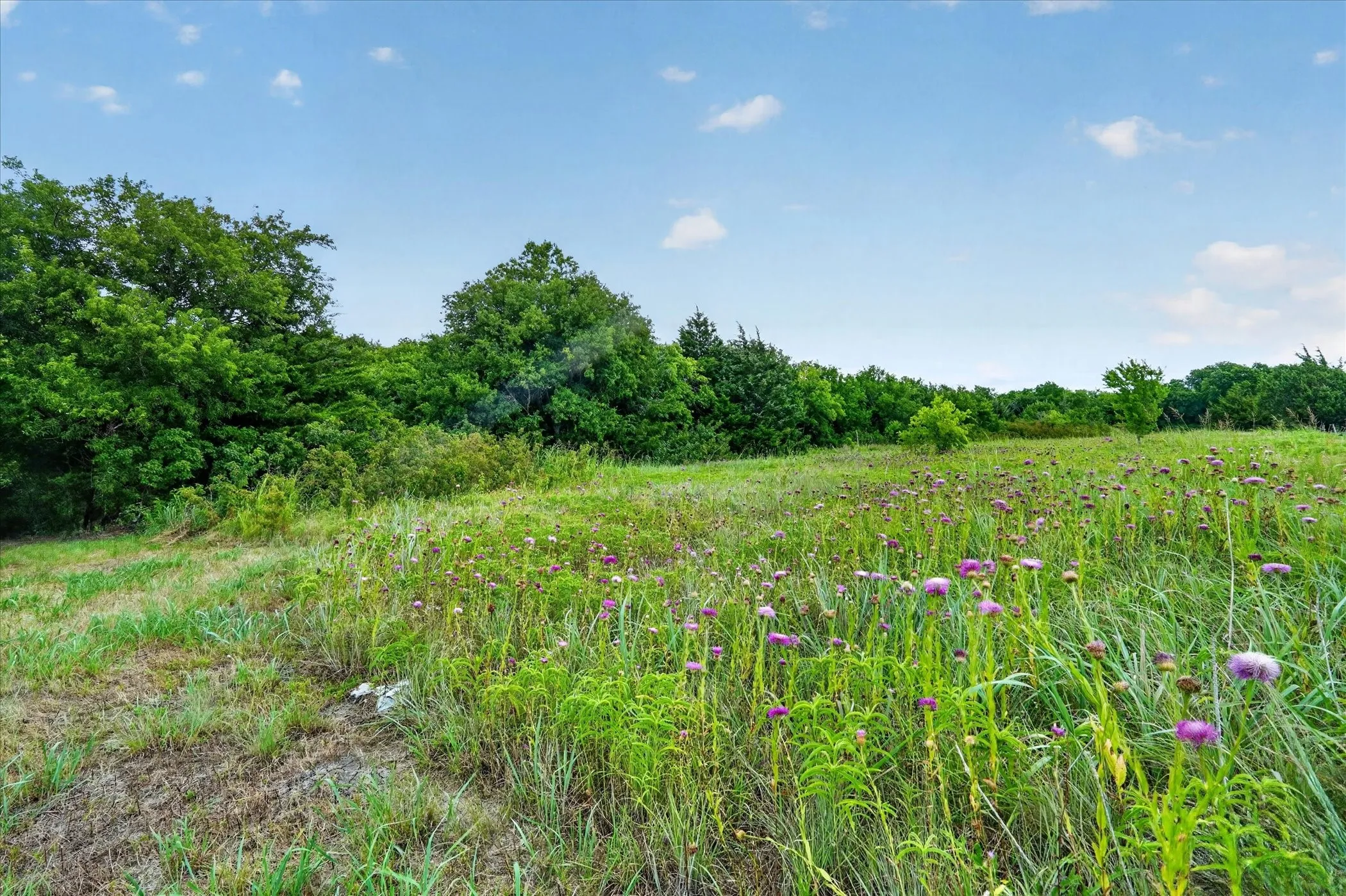 Expansive open field with scattered purple-flowered plants and verdant foliage