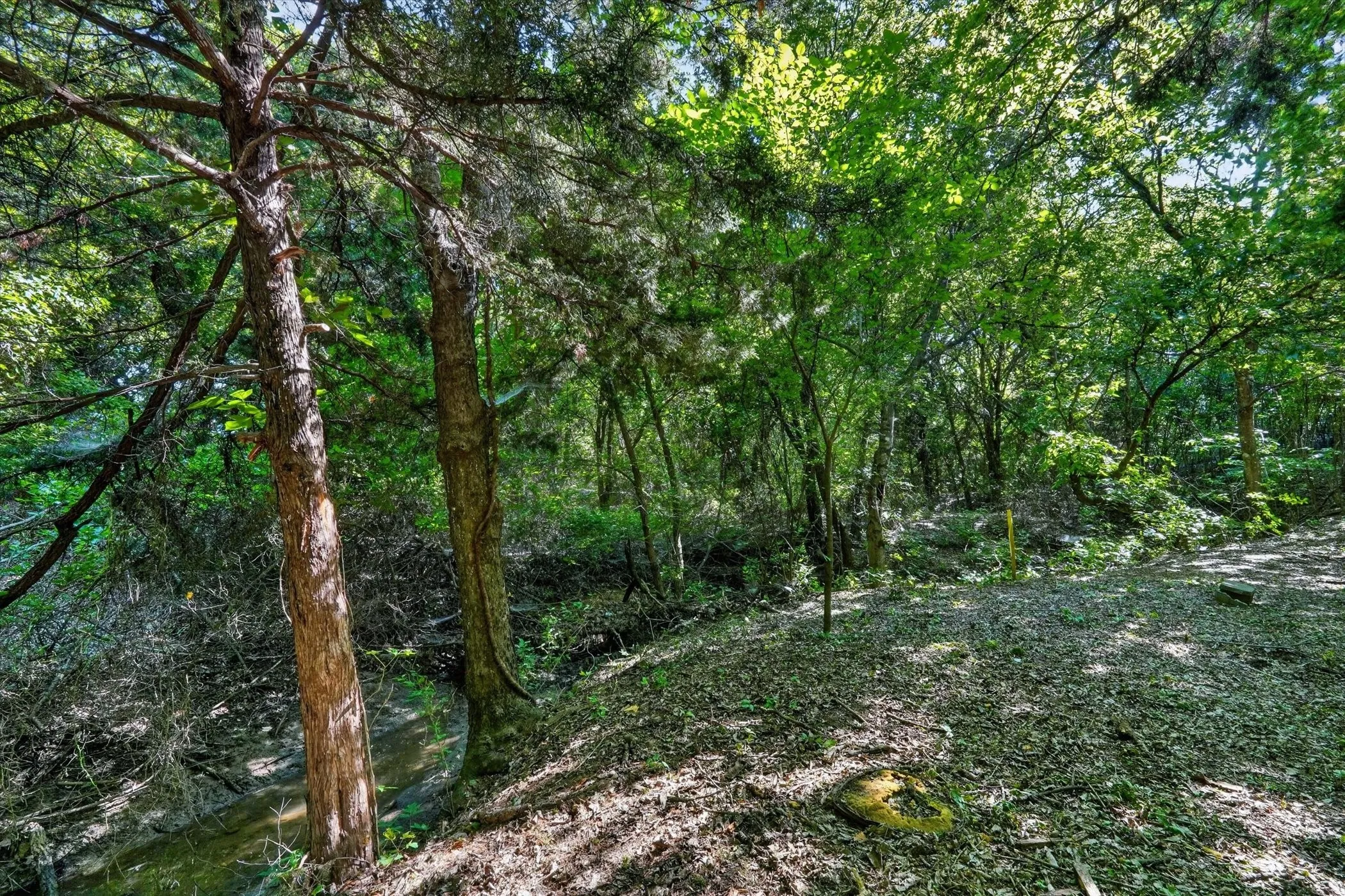 Wooded acreage featuring mature trees and a natural creek bed