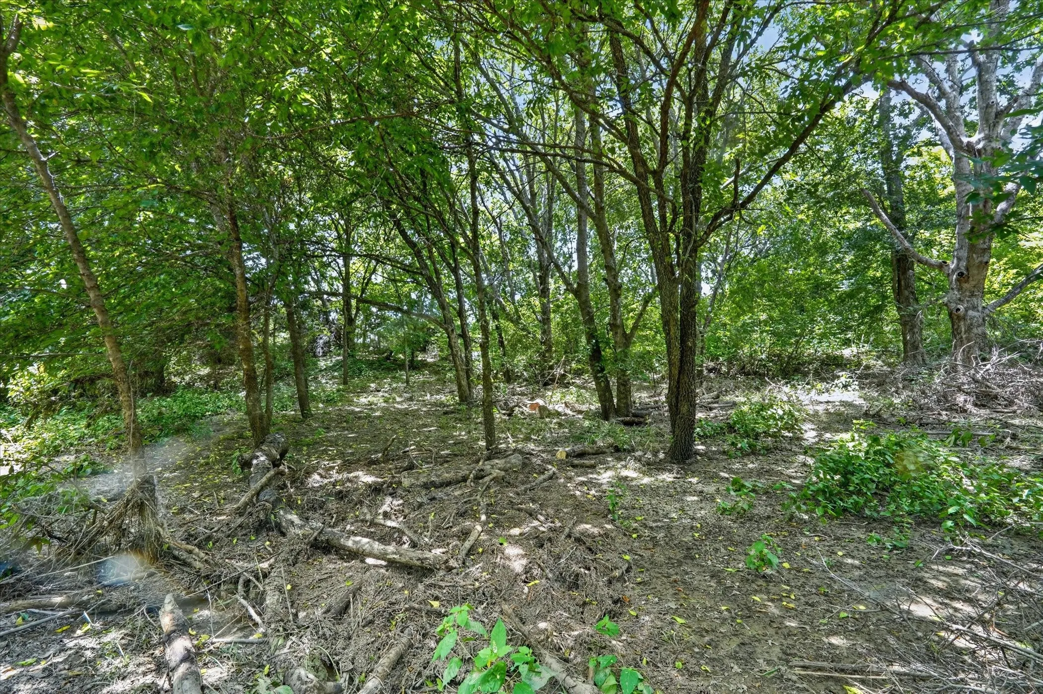 Wooded acreage featuring mature trees and natural ground cover