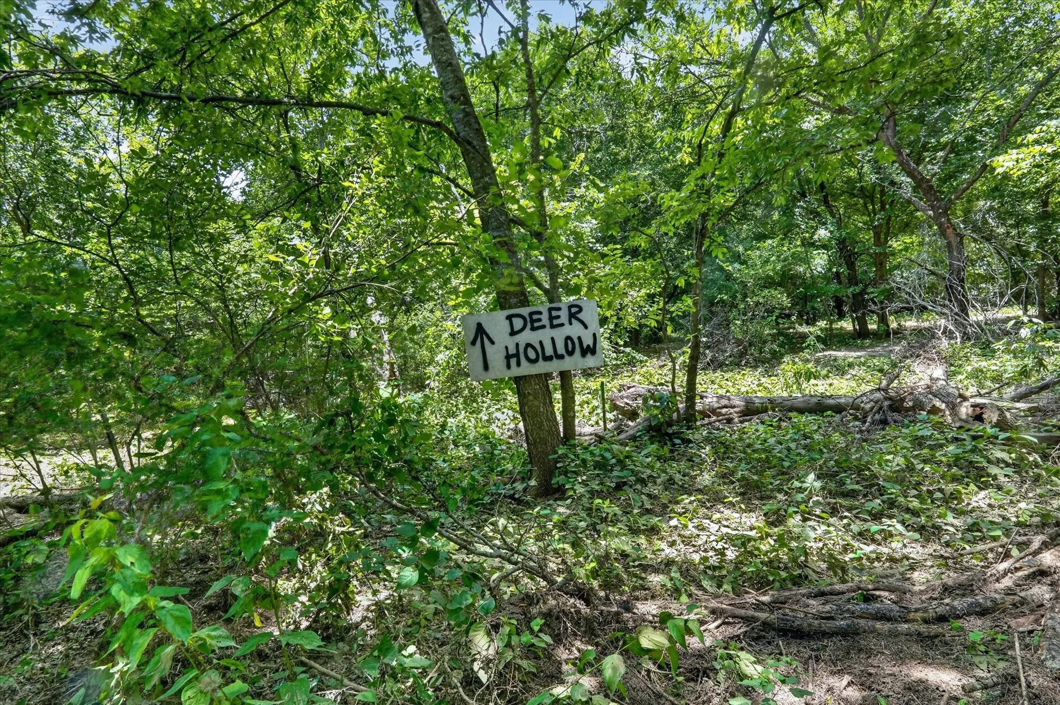 Heavily wooded lot featuring mature trees and lush undergrowth