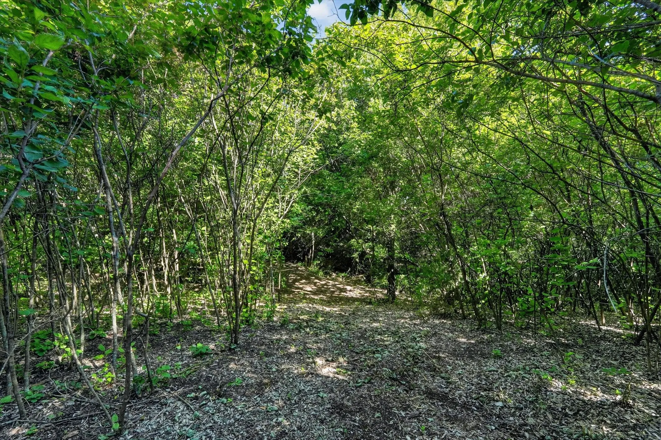Wooded property featuring mature trees and lush foliage