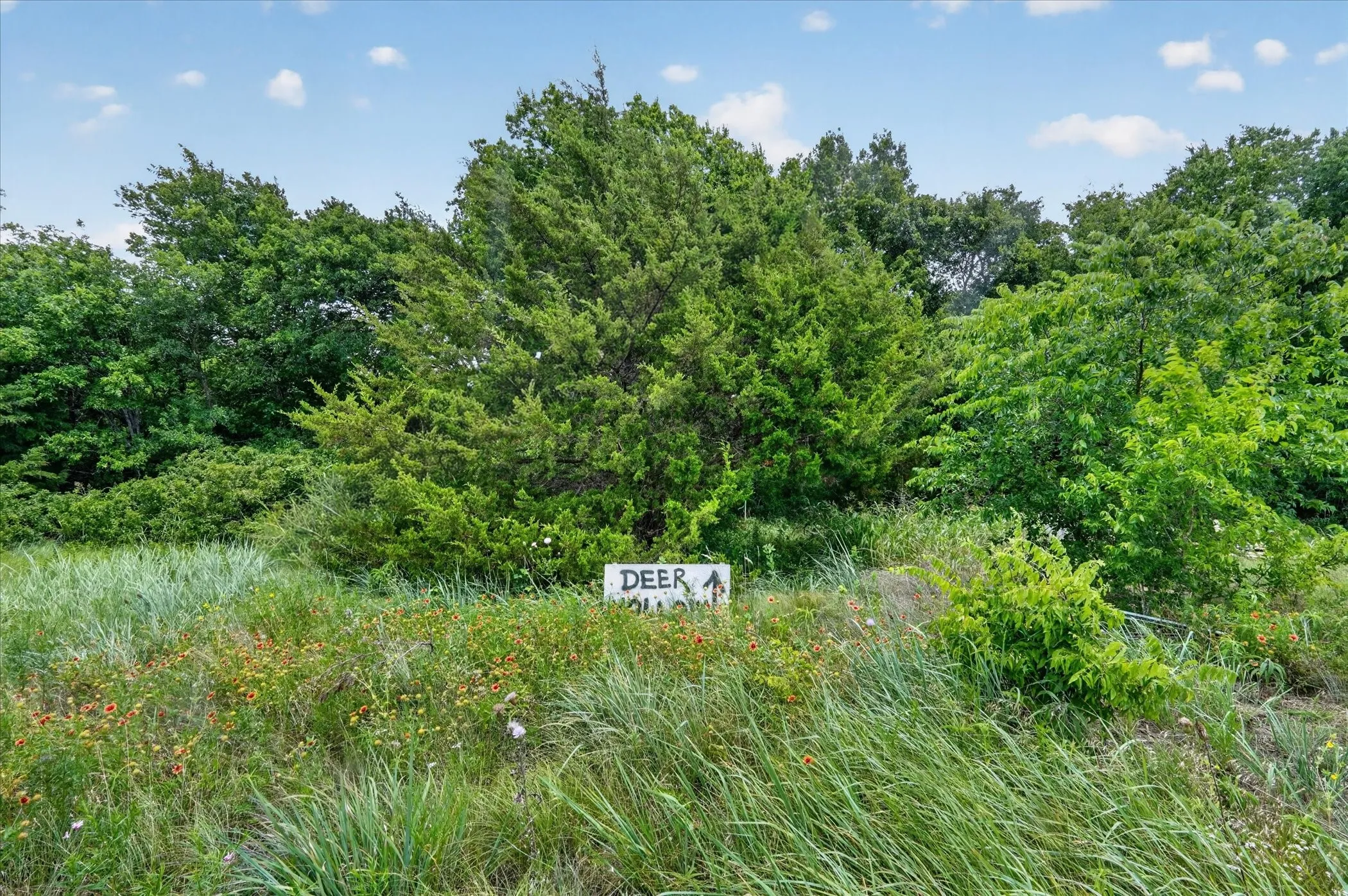 Wooded acreage featuring mature trees and natural ground cover