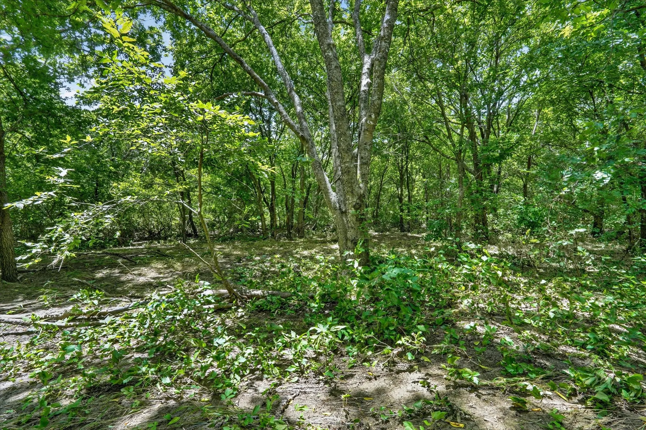Wooded acreage featuring mature trees and dappled sunlight