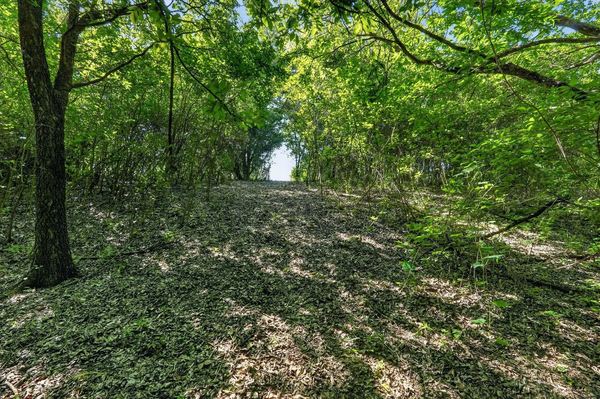 Wooded acreage featuring mature trees and natural ground cover