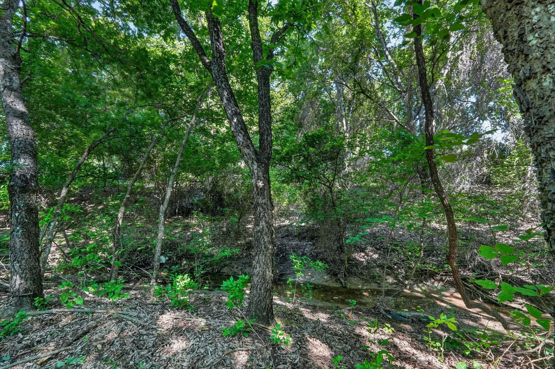 Wooded acreage featuring mature trees and natural ground cover