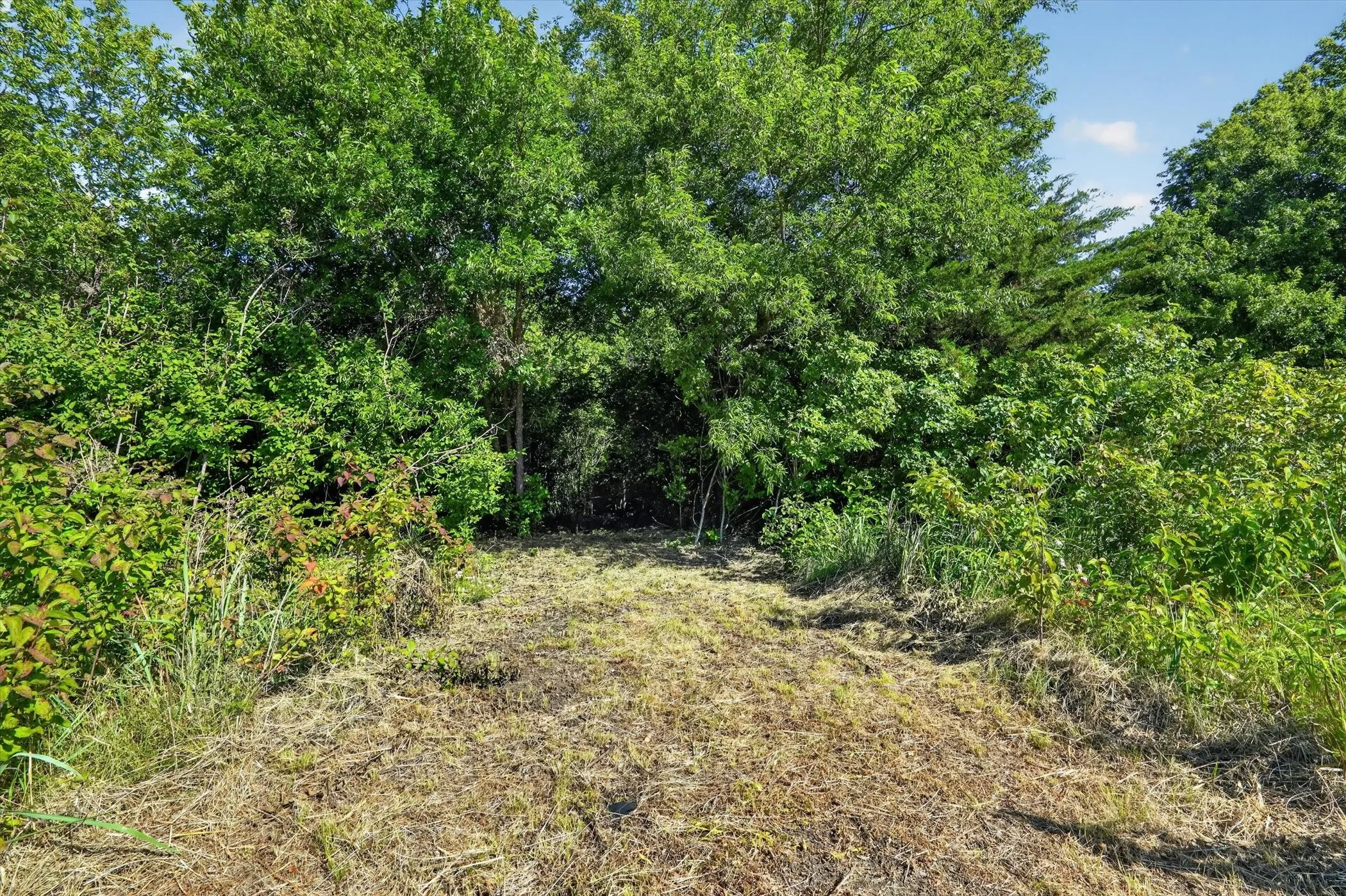 Cleared path leading into a dense wooded area with mature trees and varied green foliage