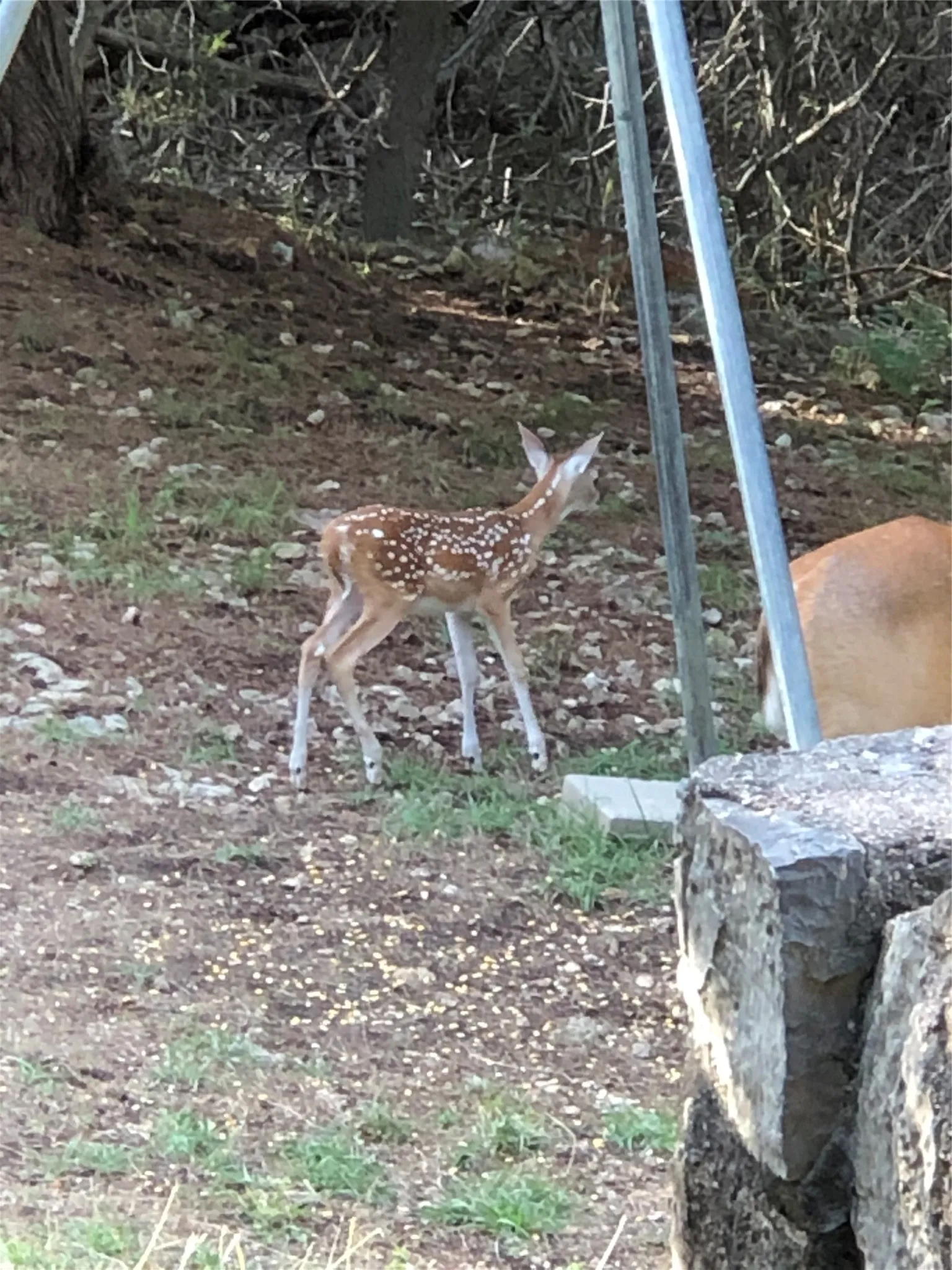 Unimproved Land For Sale in Bosque County , TBD CR 1539, Morgan, Texas 76671, 0, 0, Garage spaces, 0 Sqft, built in 0, mls#21306109, Real Estate Agent in Morgan, Homes For Sale in Bosque county, Homes For Sale in Morgan, Realtor in Morgan Texas, Real Estate Brokerage Independent Realty Texas, Luminita Cordes Realtor