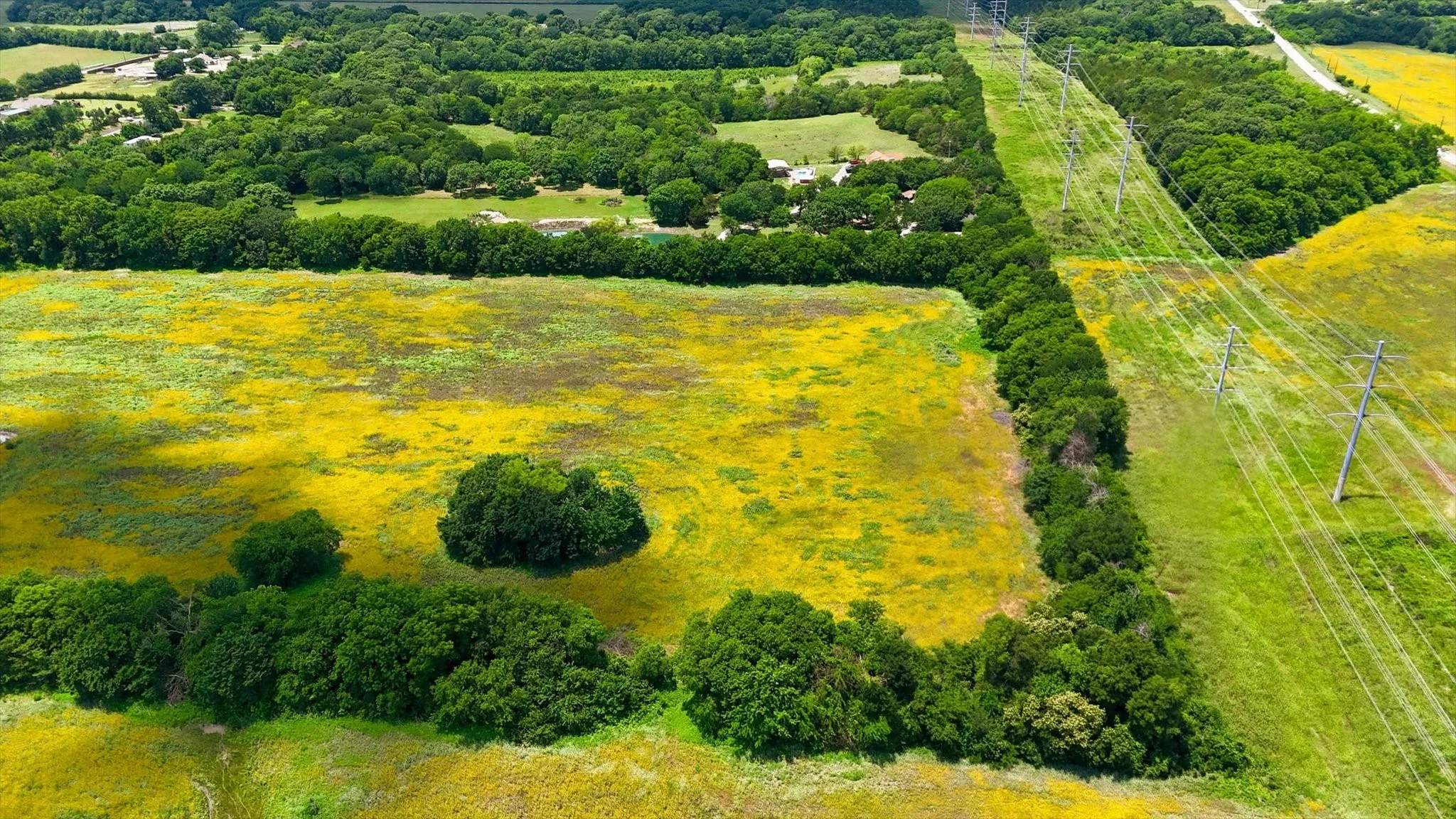 Expansive field featuring vibrant yellow and green foliage, bordered by a dense line of mature trees
