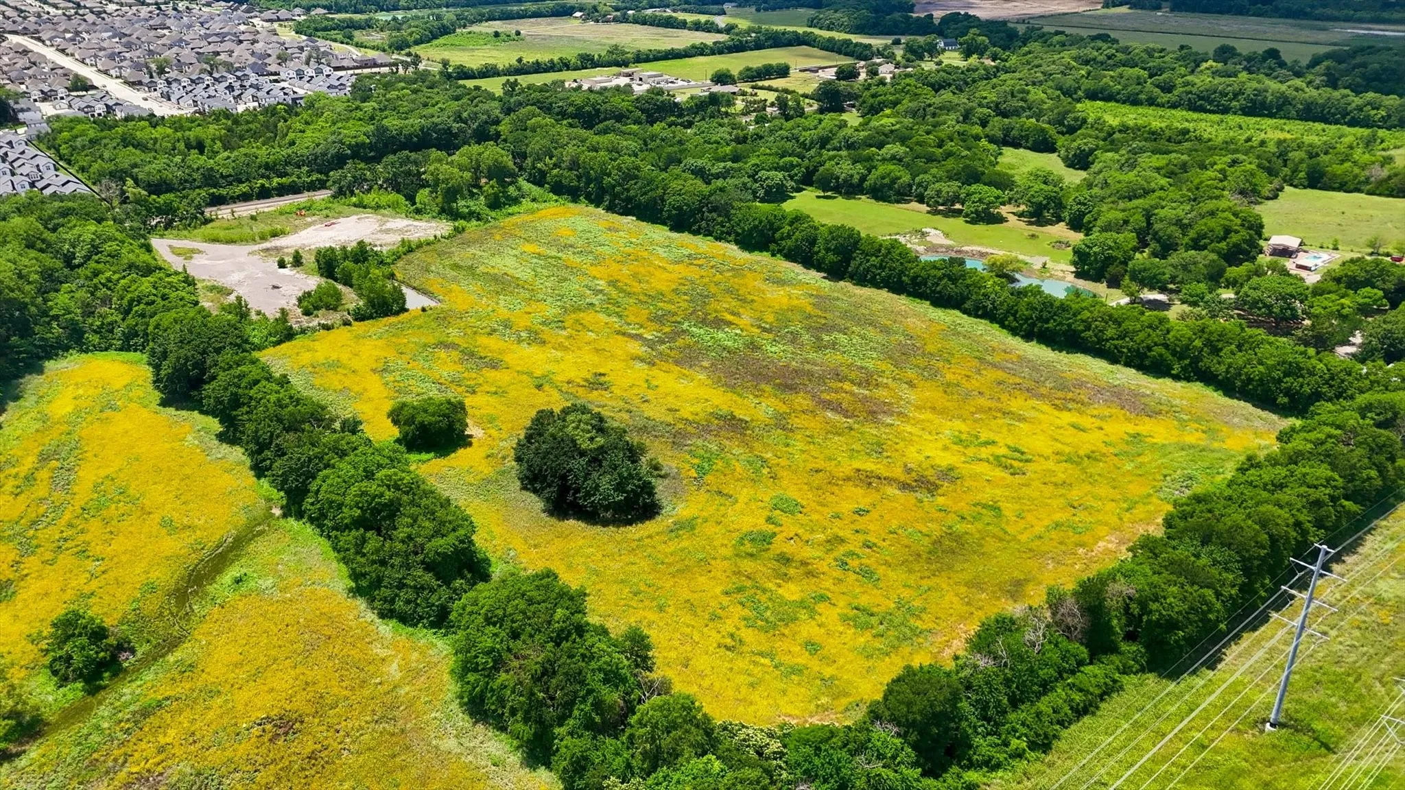 Expansive open field featuring vibrant yellow and green foliage