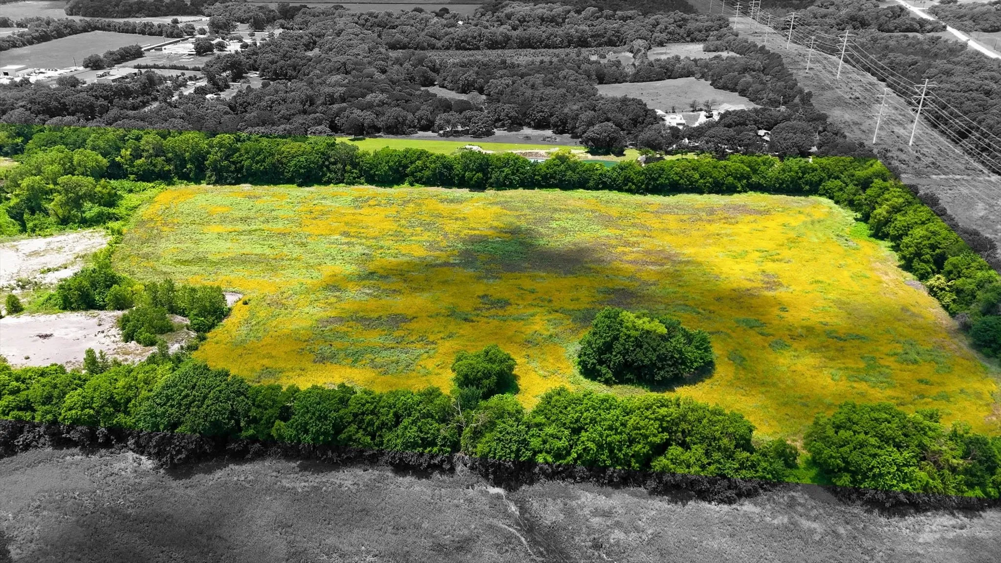 Expansive parcel featuring a field of yellow flora, bordered by dense green foliage