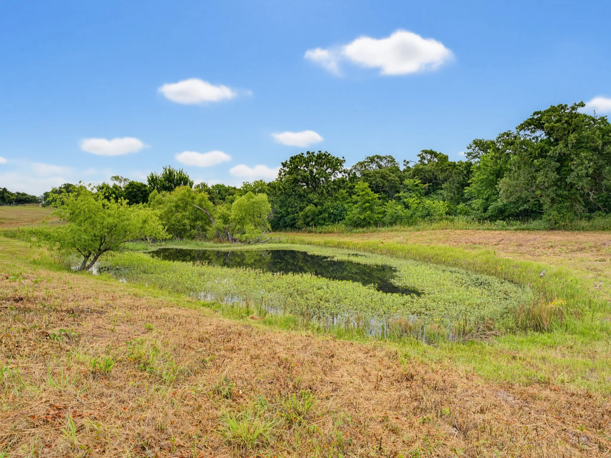 Unimproved Land For Sale in Montague County , TBD 24.25 Acres Fm 1749, Forestburg, Texas 76239, 0, 0, Garage spaces, 0 Sqft, built in 2003, mls#21306143, Real Estate Agent in Forestburg, Homes For Sale in Montague county, Homes For Sale in Forestburg, Realtor in Forestburg Texas, Real Estate Brokerage Independent Realty Texas, Luminita Cordes Realtor