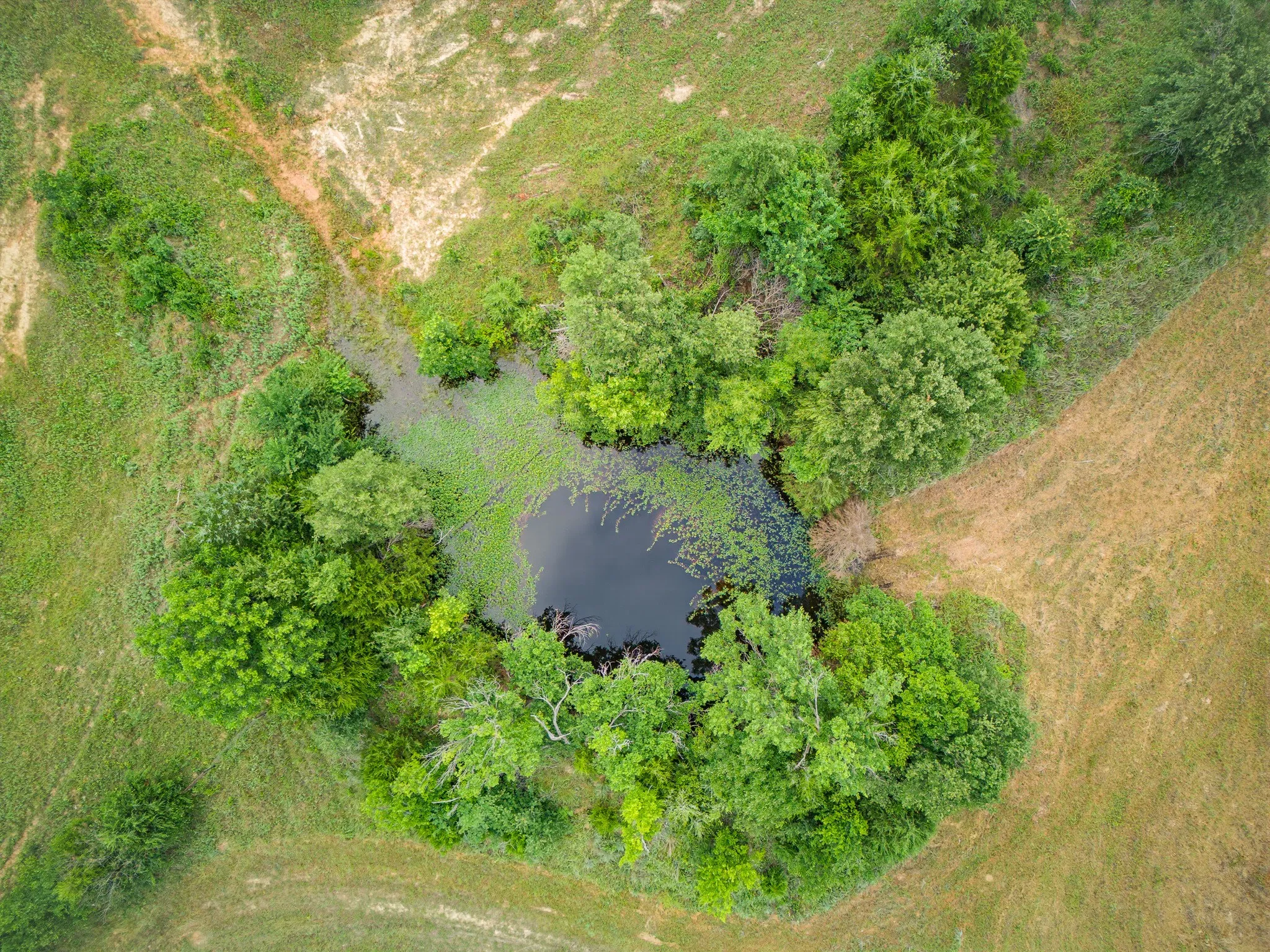 Unimproved Land For Sale in Montague County , TBD 24.25 Acres Fm 1749, Forestburg, Texas 76239, 0, 0, Garage spaces, 0 Sqft, built in 2003, mls#21306143, Real Estate Agent in Forestburg, Homes For Sale in Montague county, Homes For Sale in Forestburg, Realtor in Forestburg Texas, Real Estate Brokerage Independent Realty Texas, Luminita Cordes Realtor