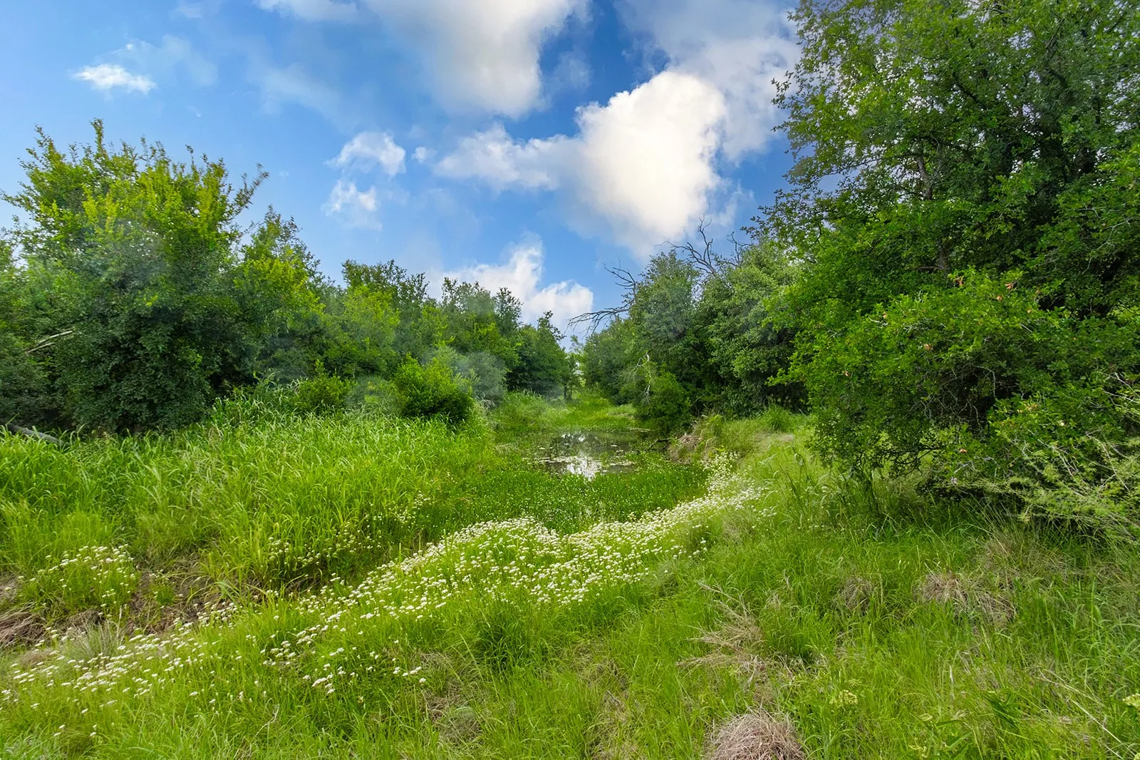 Ranch For Sale in Brown County , 9701 County Road 201, Brownwood, Texas 76801, 0, 0, Garage spaces, 0 Sqft, built in 0, mls#21306365, Real Estate Agent in Brownwood, Homes For Sale in Brown county, Homes For Sale in Brownwood, Realtor in Brownwood Texas, Real Estate Brokerage Independent Realty Texas, Luminita Cordes Realtor
