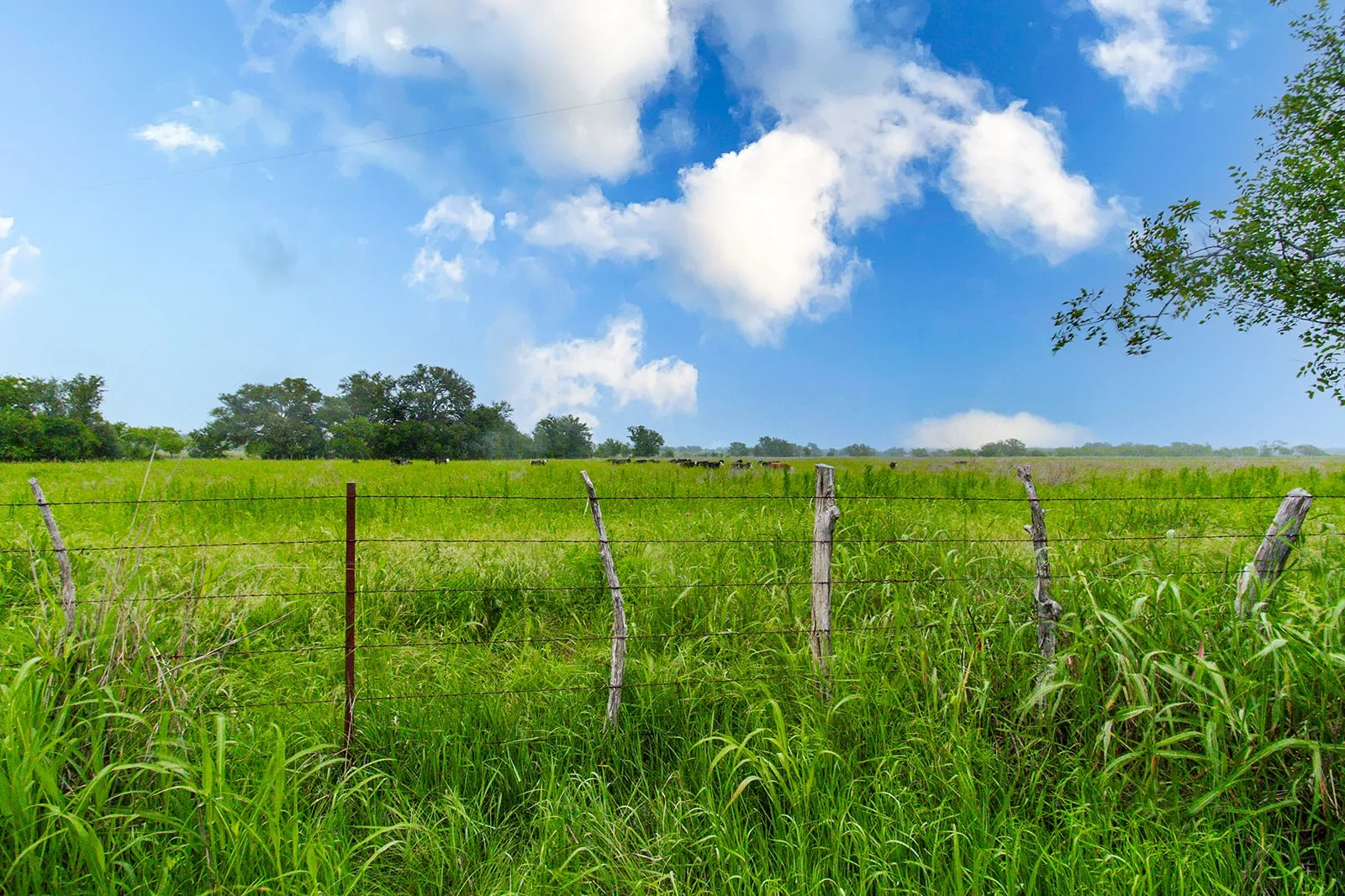 Ranch For Sale in Brown County , 9701 County Road 201, Brownwood, Texas 76801, 0, 0, Garage spaces, 0 Sqft, built in 0, mls#21306365, Real Estate Agent in Brownwood, Homes For Sale in Brown county, Homes For Sale in Brownwood, Realtor in Brownwood Texas, Real Estate Brokerage Independent Realty Texas, Luminita Cordes Realtor