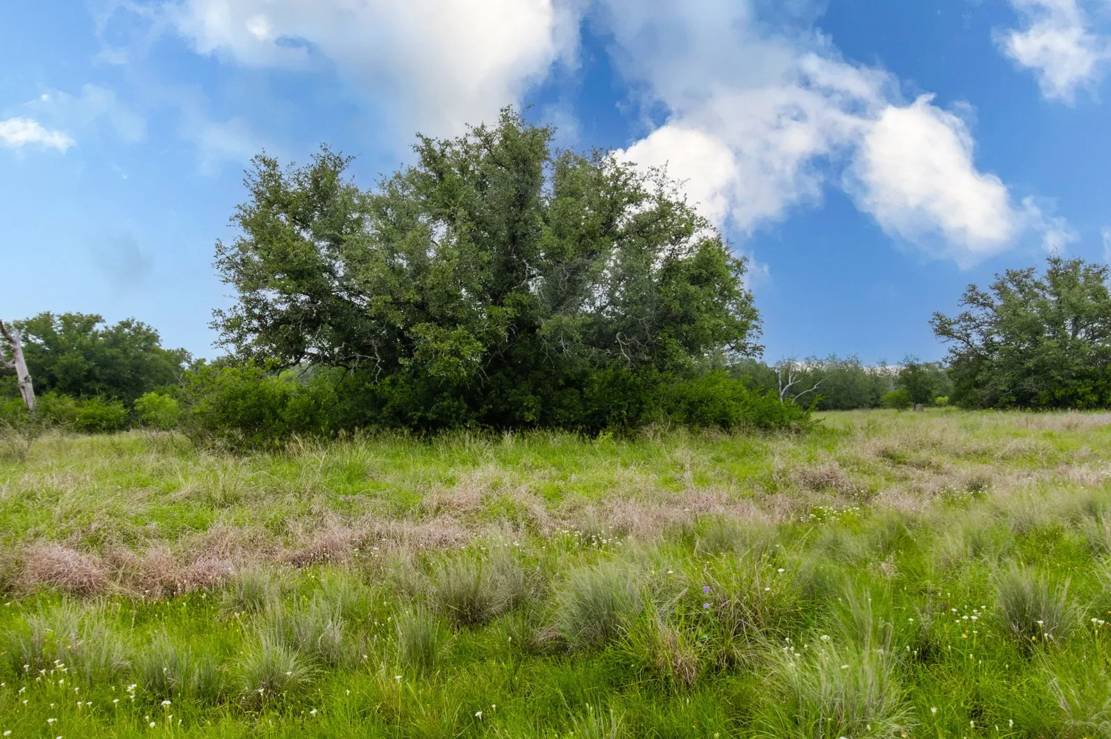 Ranch For Sale in Brown County , 9701 County Road 201, Brownwood, Texas 76801, 0, 0, Garage spaces, 0 Sqft, built in 0, mls#21306365, Real Estate Agent in Brownwood, Homes For Sale in Brown county, Homes For Sale in Brownwood, Realtor in Brownwood Texas, Real Estate Brokerage Independent Realty Texas, Luminita Cordes Realtor