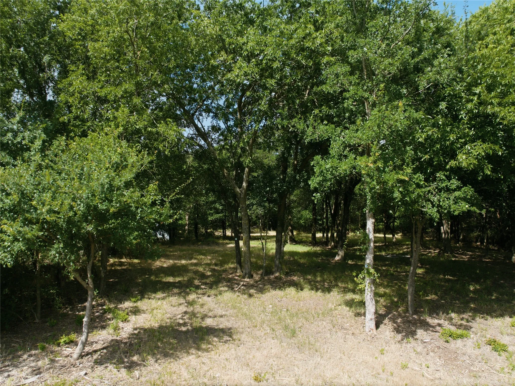 Wooded acreage featuring mature trees and partial ground cover