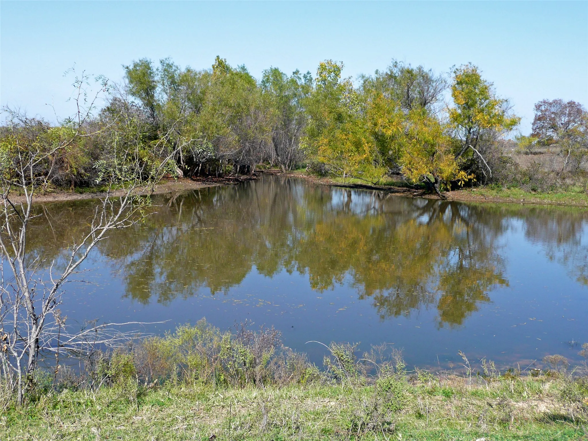 Natural pond with surrounding mature trees and verdant foliage