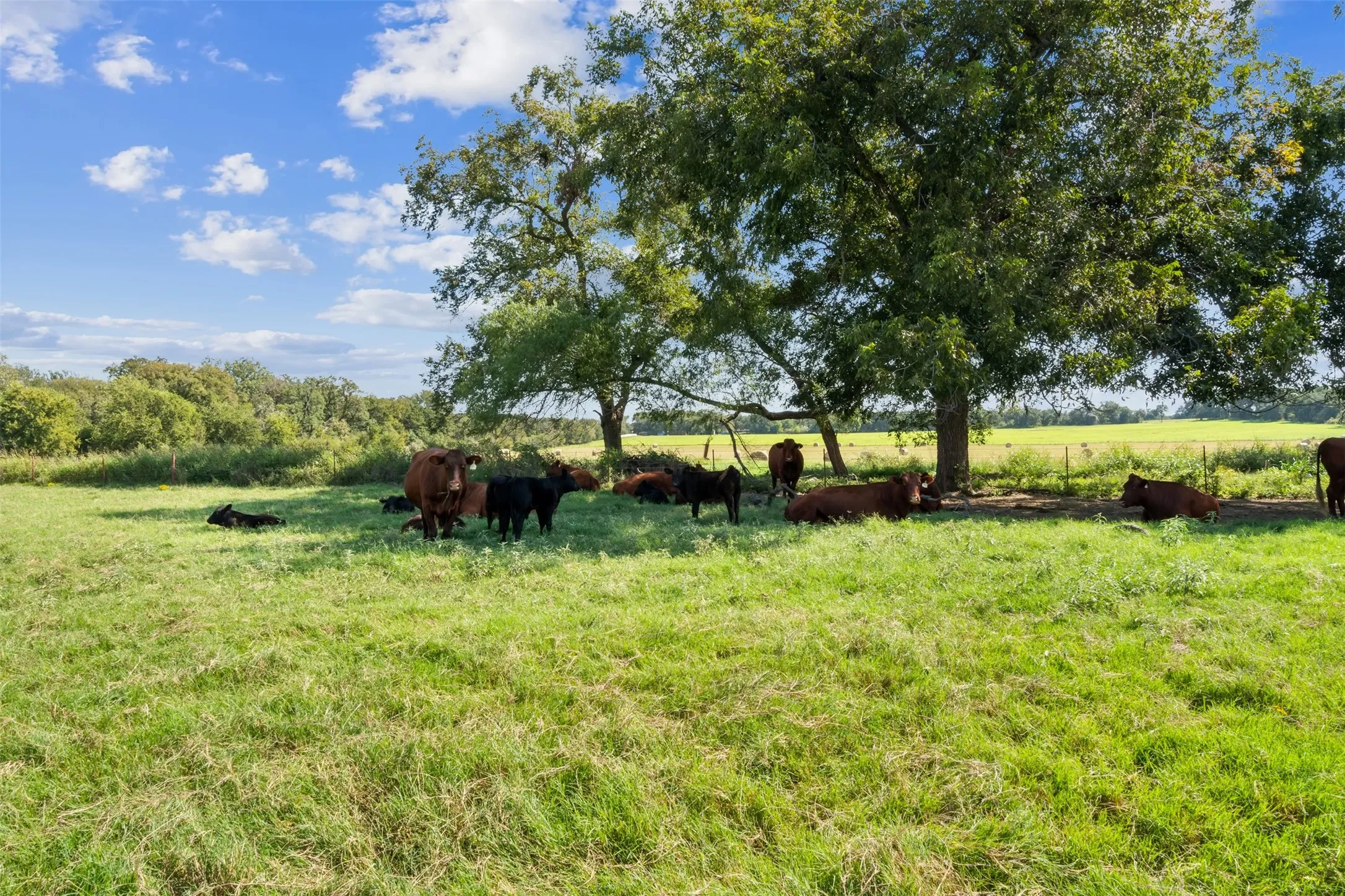 Ranch For Sale in Bosque County , 324 E Highway 6, Iredell, Texas 76649, 0, 0, Garage spaces, 0 Sqft, built in 0, Price $2,119,000, mls#21306430, Real Estate Agent in Iredell, Homes For Sale in Bosque county, Homes For Sale in Iredell, Realtor in Iredell Texas, Real Estate Brokerage Independent Realty Texas, Luminita Cordes Realtor