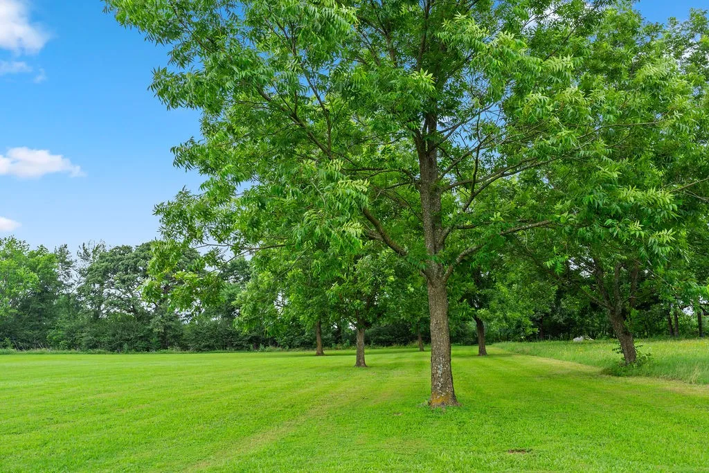 Mature shade trees dot the land behind
