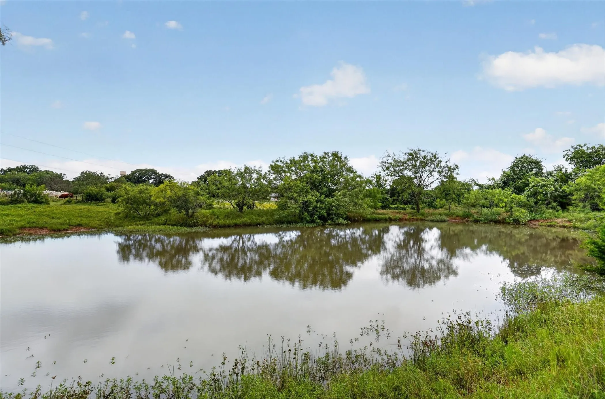 Private pond feature surrounded by lush greenery and mature trees