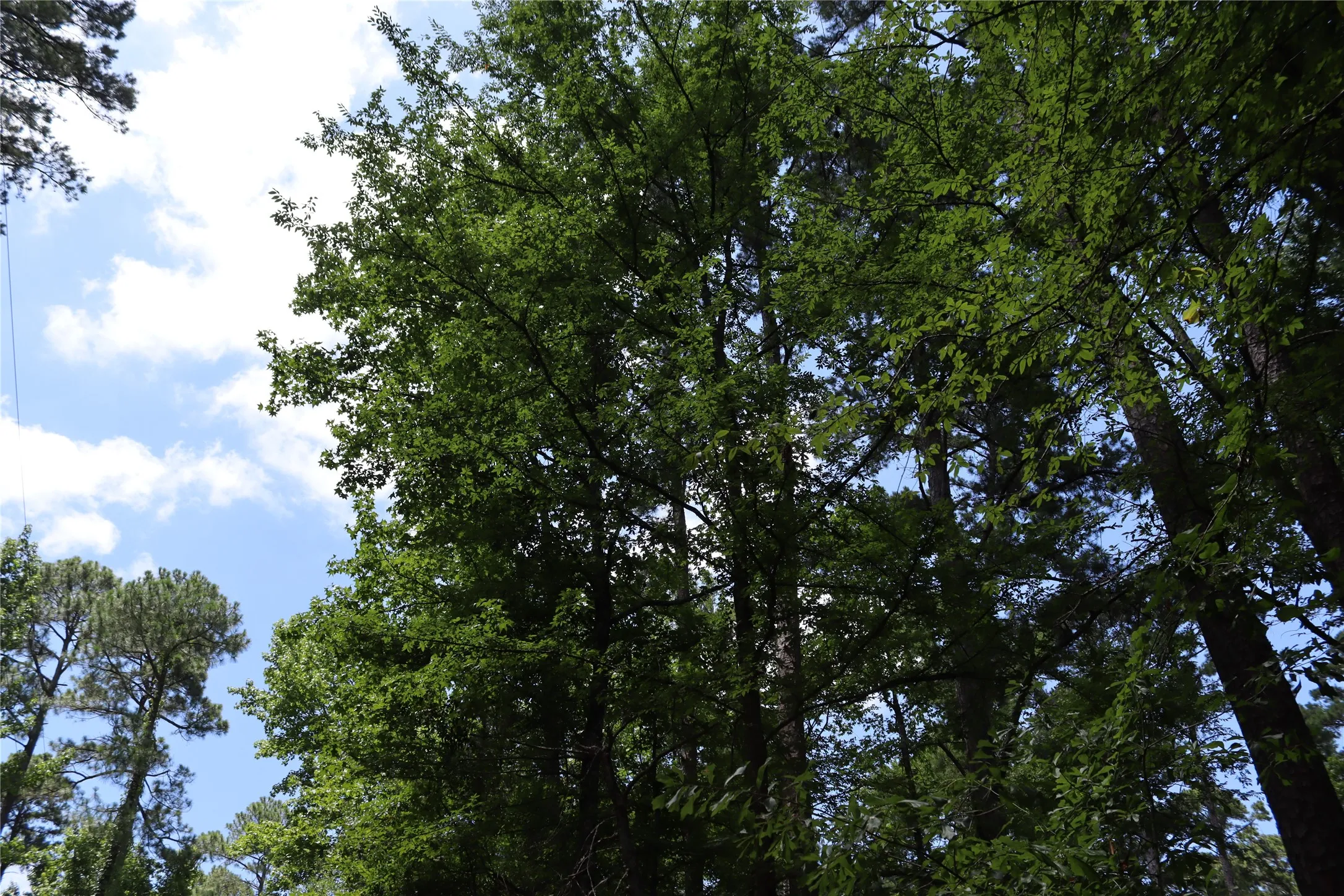 Unimproved Land For Sale in Wood County , Tbd private road 8565, Winnsboro, Texas 75494, 0, 0, Garage spaces, 0 Sqft, built in 0, mls#21306786, Real Estate Agent in Winnsboro, Homes For Sale in Wood county, Homes For Sale in Winnsboro, Realtor in Winnsboro Texas, Real Estate Brokerage Independent Realty Texas, Luminita Cordes Realtor