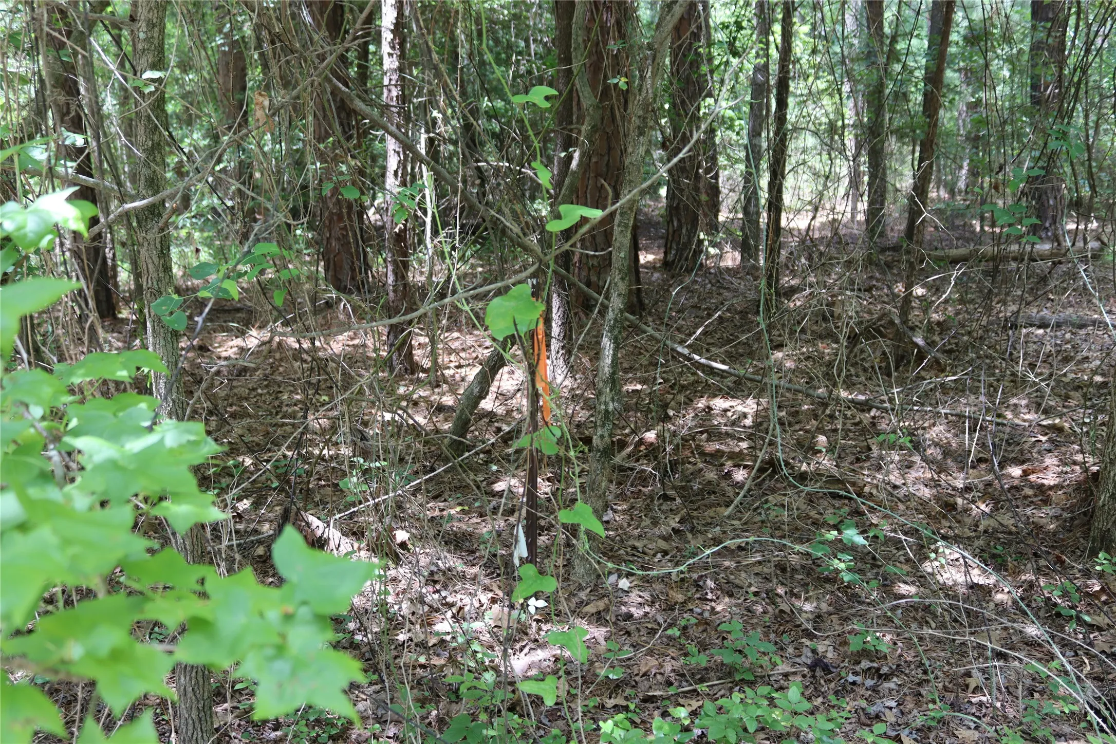 Unimproved Land For Sale in Wood County , Tbd private road 8565, Winnsboro, Texas 75494, 0, 0, Garage spaces, 0 Sqft, built in 0, mls#21306786, Real Estate Agent in Winnsboro, Homes For Sale in Wood county, Homes For Sale in Winnsboro, Realtor in Winnsboro Texas, Real Estate Brokerage Independent Realty Texas, Luminita Cordes Realtor