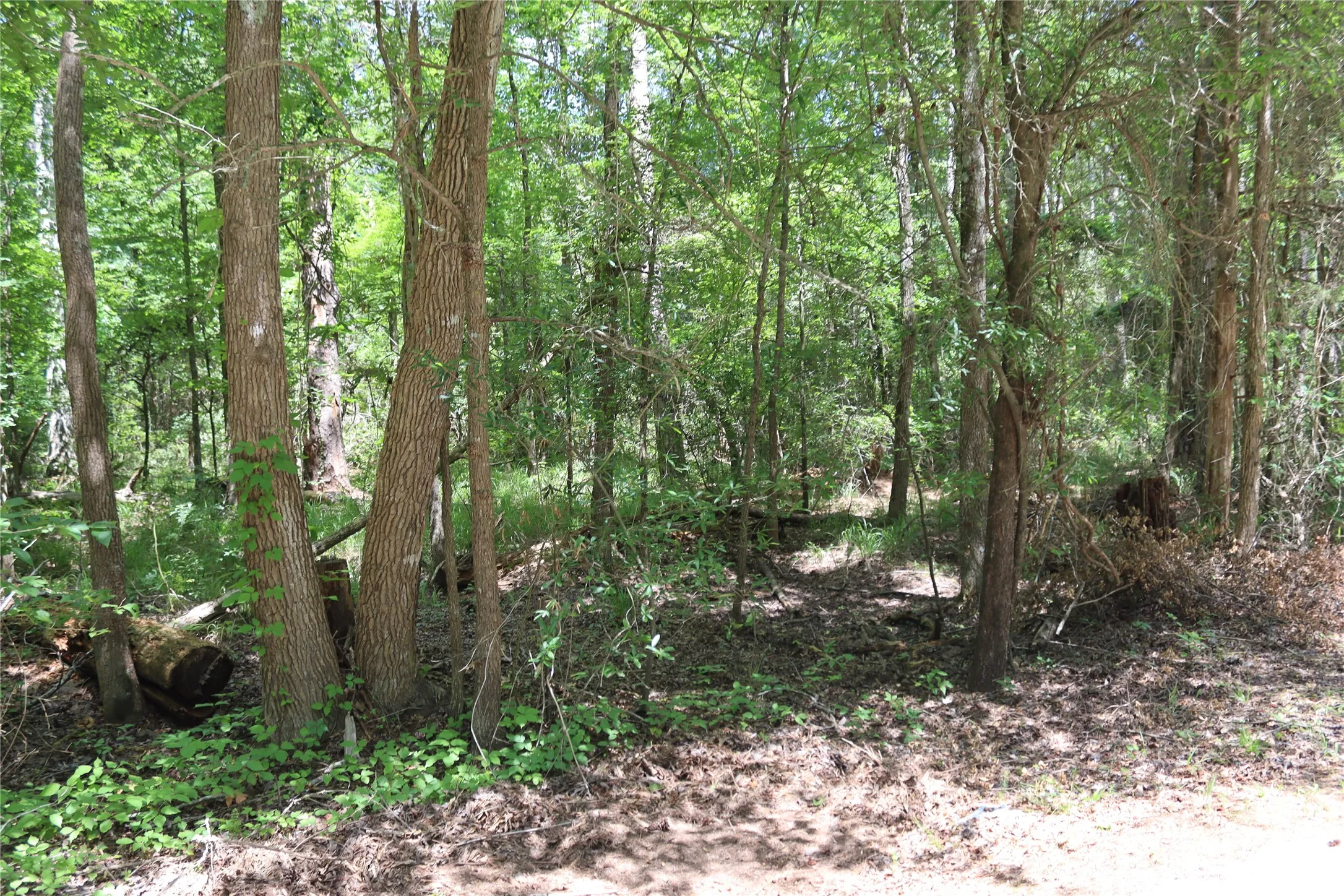 Unimproved Land For Sale in Wood County , Tbd private road 8565, Winnsboro, Texas 75494, 0, 0, Garage spaces, 0 Sqft, built in 0, mls#21306786, Real Estate Agent in Winnsboro, Homes For Sale in Wood county, Homes For Sale in Winnsboro, Realtor in Winnsboro Texas, Real Estate Brokerage Independent Realty Texas, Luminita Cordes Realtor