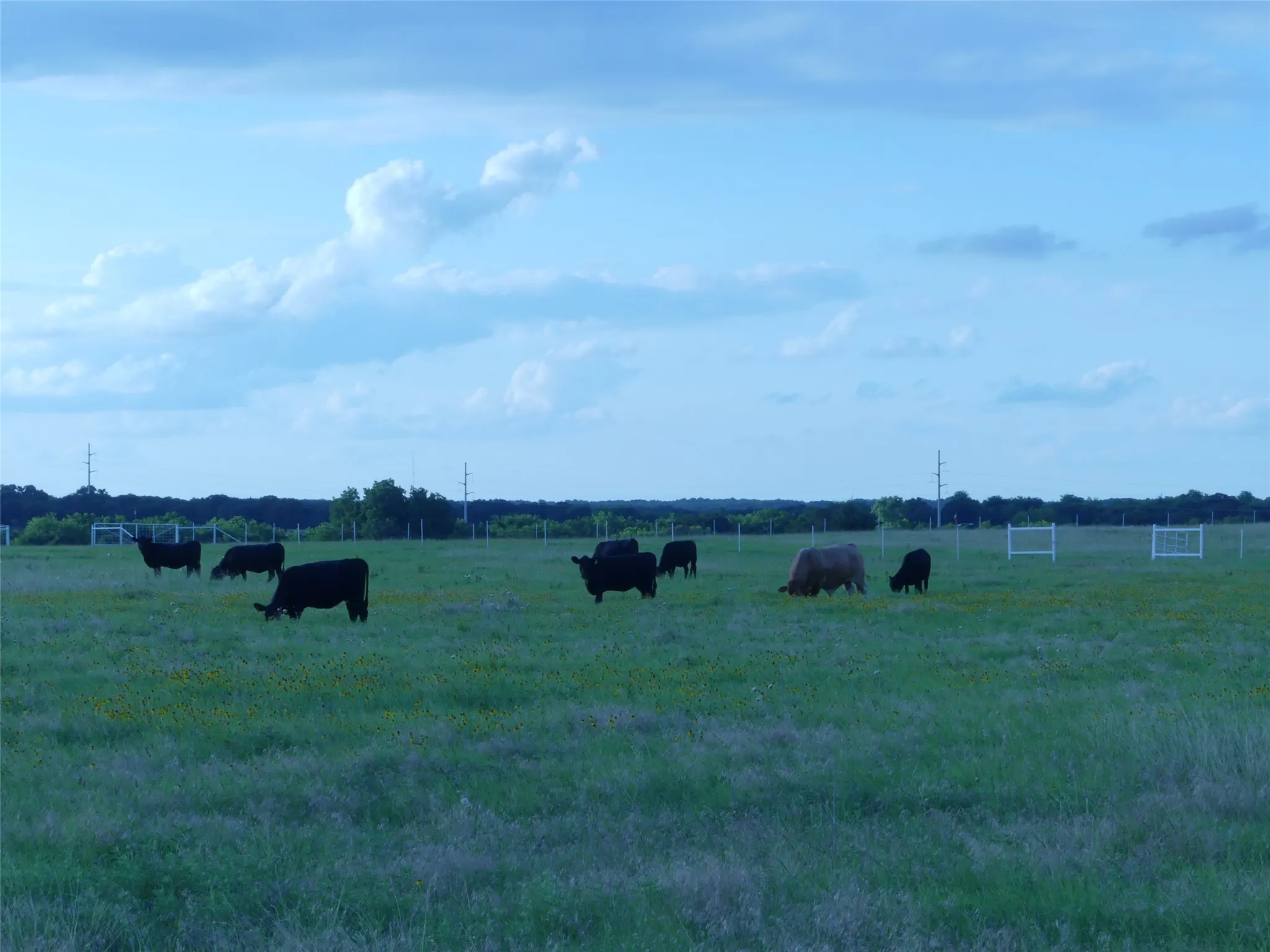 Improved Land For Sale in Montague County , 644 Macs Grocery Road, Bowie, Texas 76230, 0, 0, Garage spaces, 0 Sqft, built in 1991, Price $1,242,600, mls#21306863, Real Estate Agent in Bowie, Homes For Sale in Montague county, Homes For Sale in Bowie, Realtor in Bowie Texas, Real Estate Brokerage Independent Realty Texas, Luminita Cordes Realtor